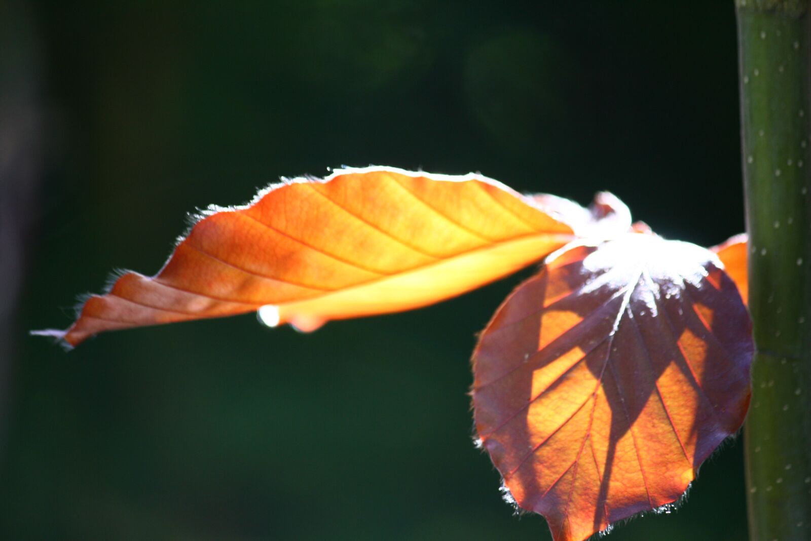 Canon EOS 400D (EOS Digital Rebel XTi / EOS Kiss Digital X) sample photo. Copper beech, leaves, tree photography