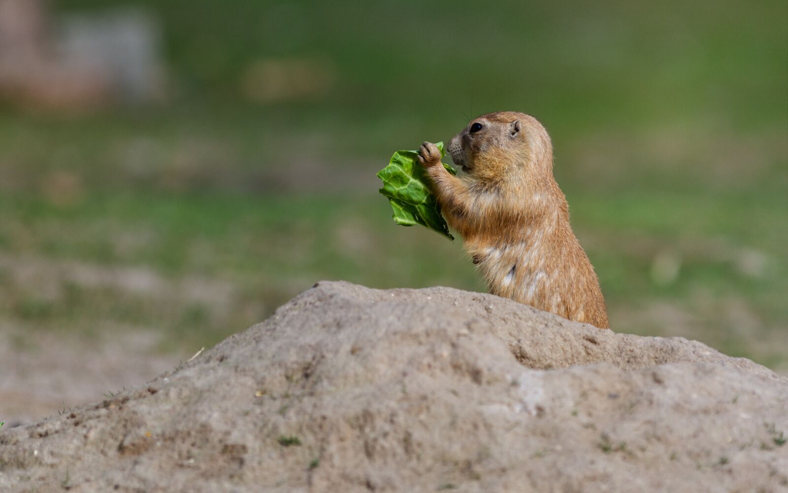 Canon EOS 7D sample photo. Prairie dog, rodent, mound photography