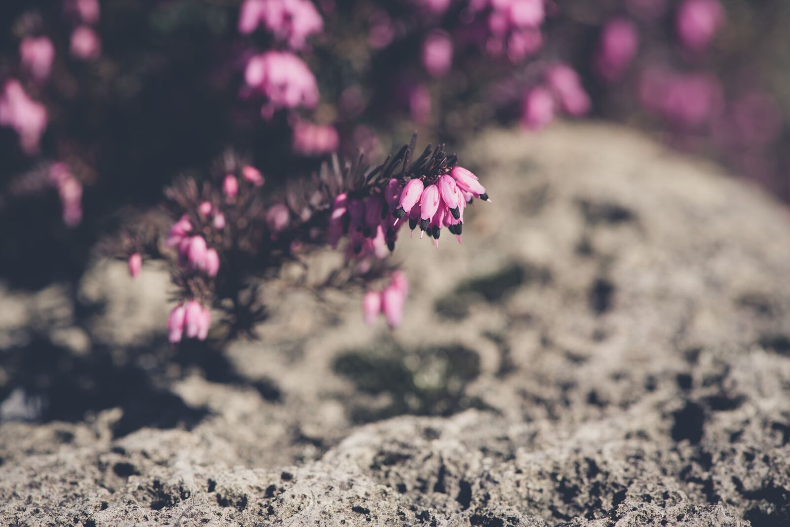 Nikon D750 sample photo. Flowers, pink, stone garden photography