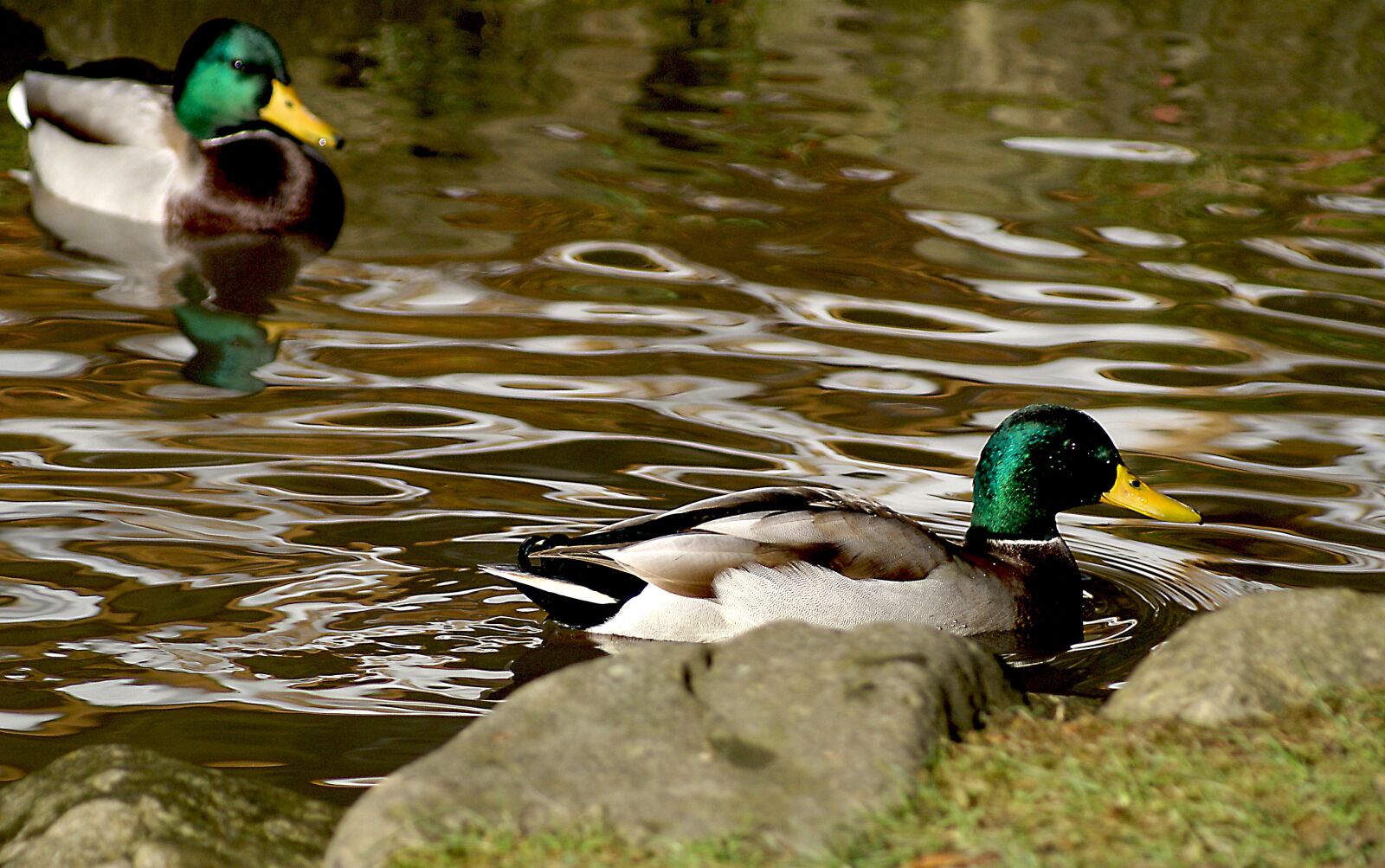 Sony Alpha DSLR-A100 sample photo. Duck, crossword, wild ducks photography