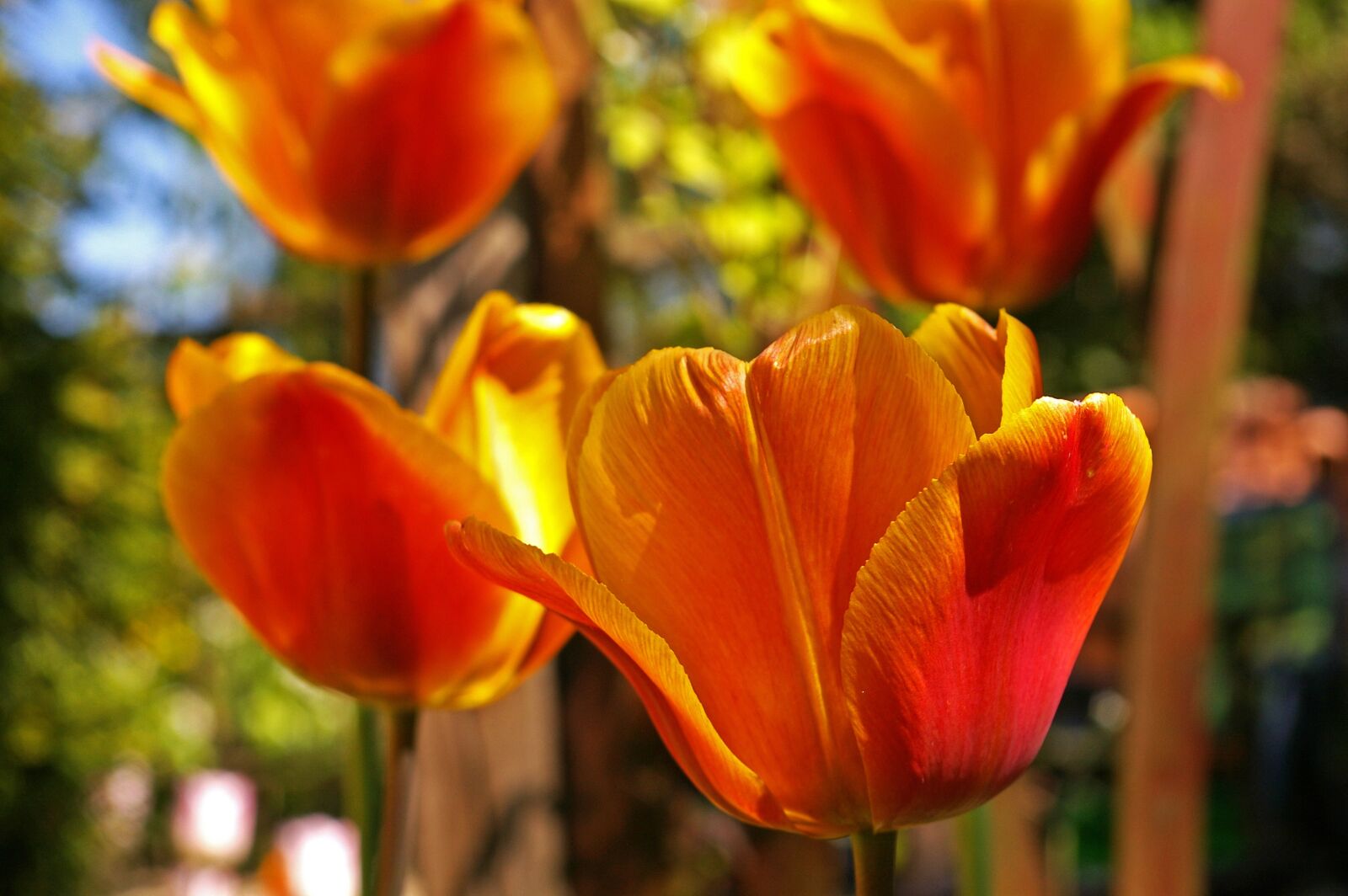 Pentax *ist DL2 sample photo. Tulips, yellow tumor, orange photography