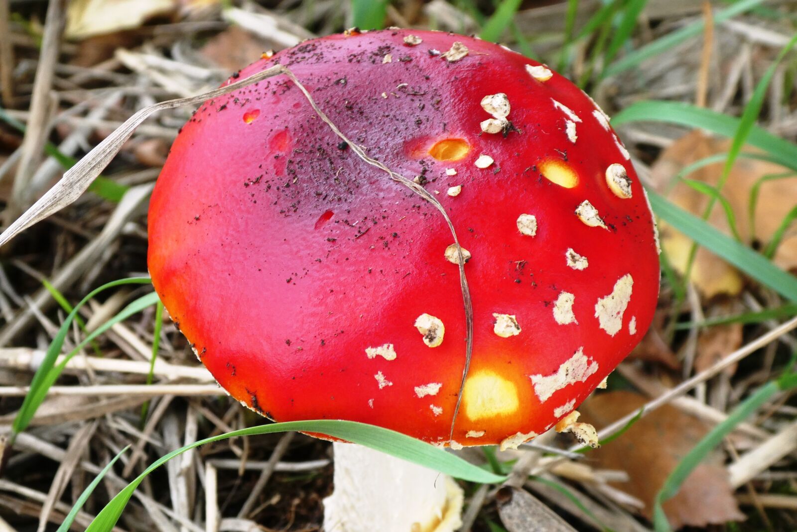 Panasonic Lumix DC-ZS70 (Lumix DC-TZ90) sample photo. Mushroom, fly agaric, autumn photography