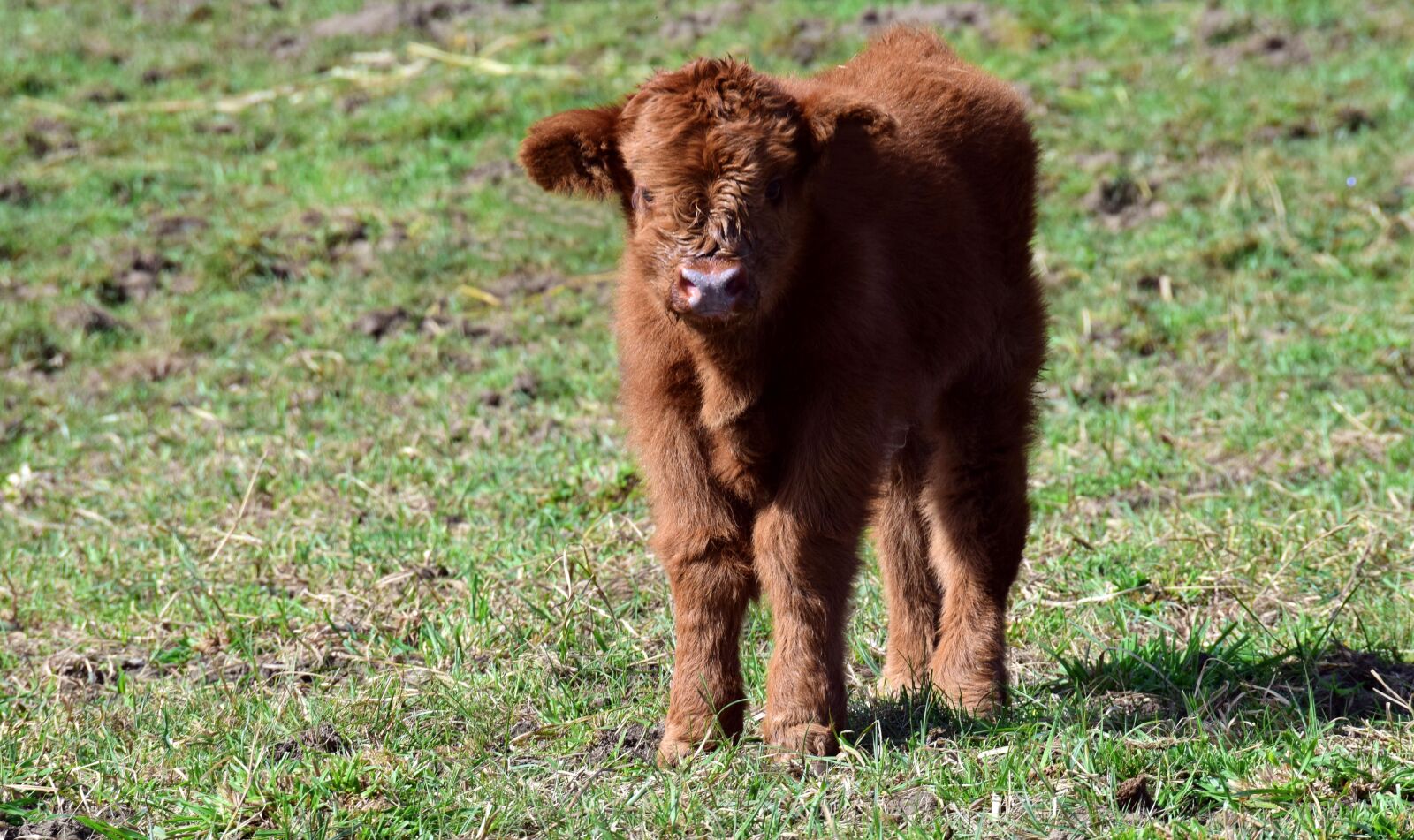 Nikon D3300 sample photo. Calf, brown, small photography