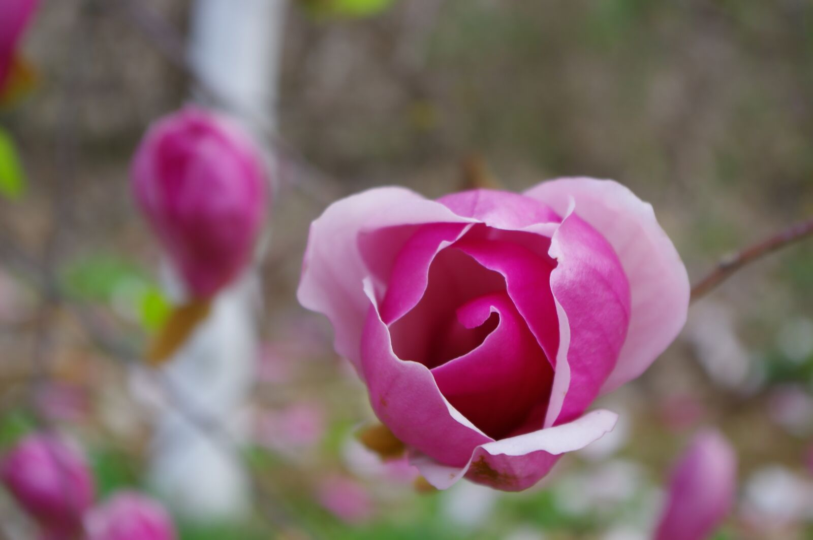 Pentax K-3 sample photo. Spring, wide magnolia, pink photography