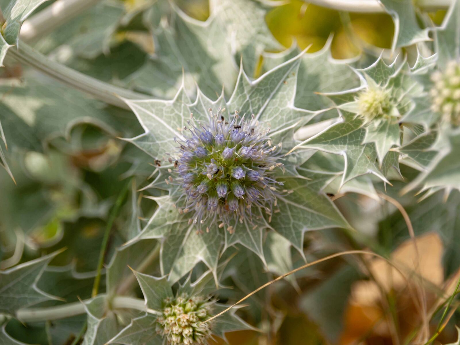 Olympus E-410 (EVOLT E-410) sample photo. Thistle, bokeh, plants photography