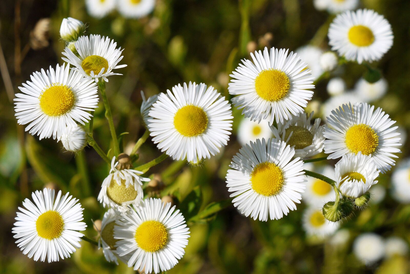 Panasonic Lumix DMC-G1 sample photo. Flowers, wild plant, decorative photography