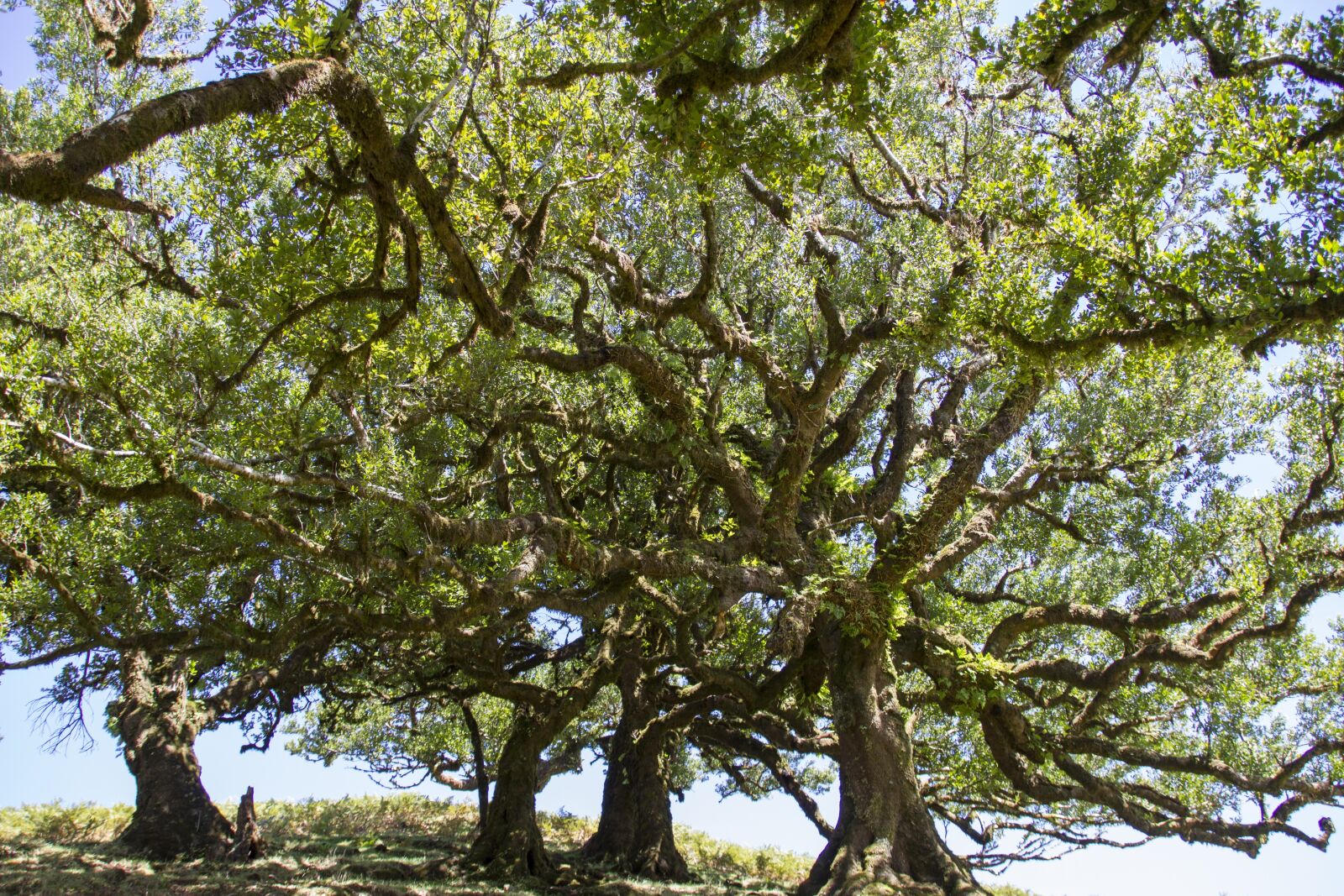 Canon EOS 7D sample photo. Laurel forest, laurel tree photography