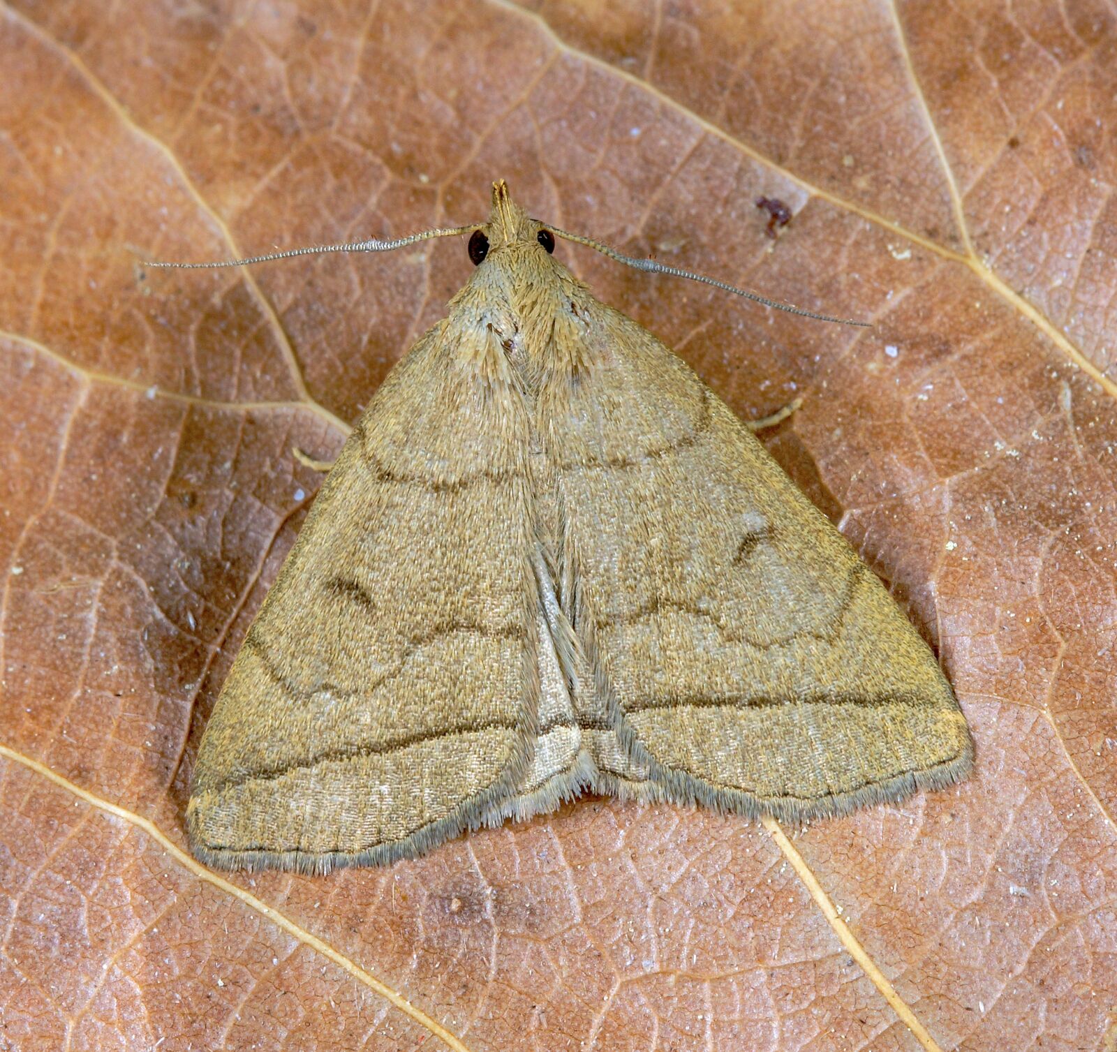 Canon EOS 400D (EOS Digital Rebel XTi / EOS Kiss Digital X) sample photo. Fan-foot, moth, pattern photography