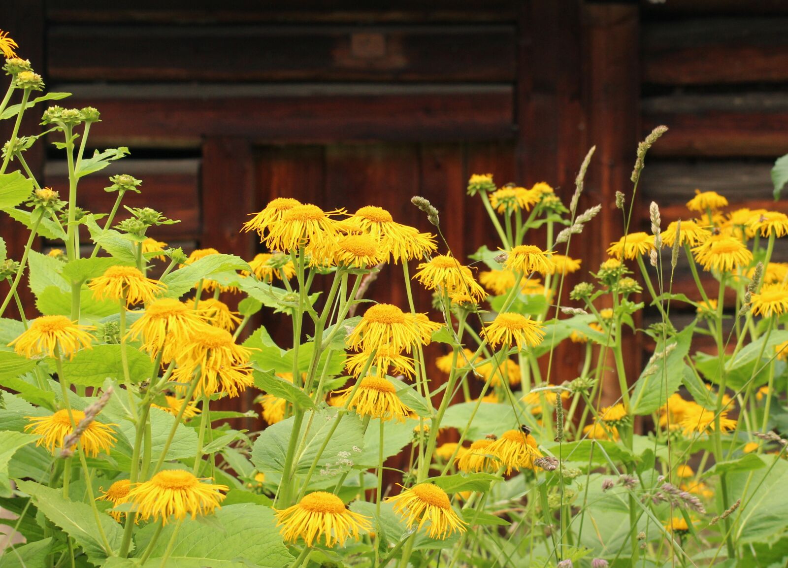 Canon EOS 1200D (EOS Rebel T5 / EOS Kiss X70 / EOS Hi) sample photo. Flowers, vegetation, yellow flowers photography