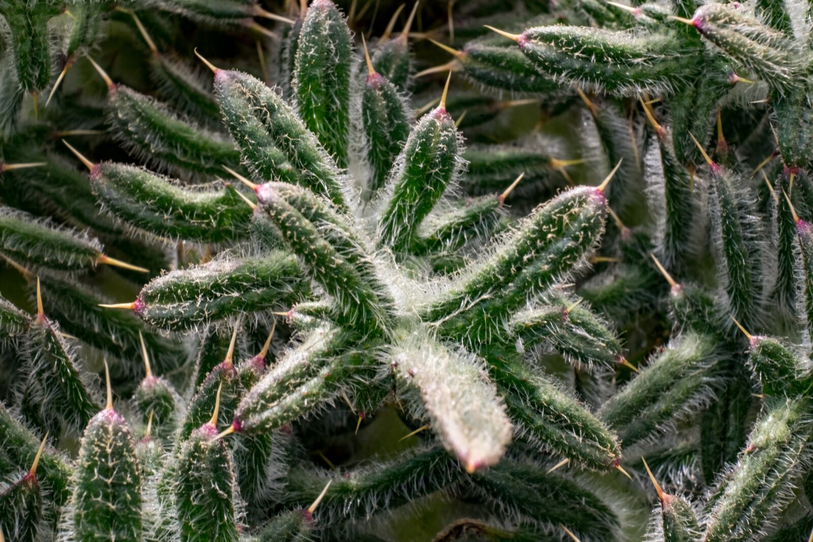 Fujifilm X-T10 sample photo. Thistle, thorn, plant photography