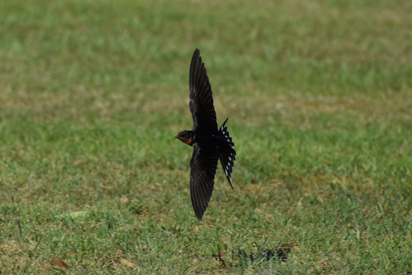 Nikon D7200 sample photo. Animal, park, lawn photography