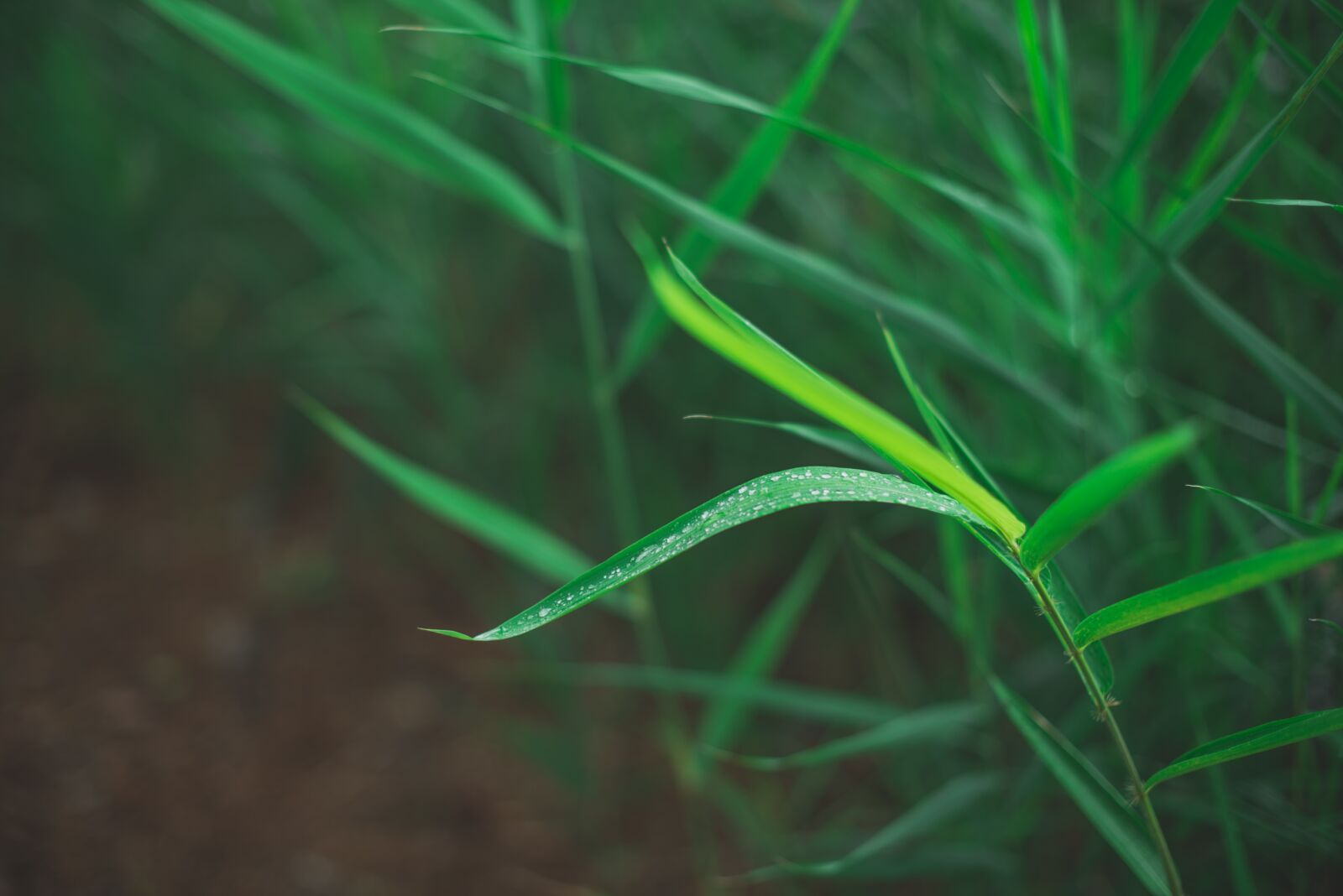 Nikon D610 sample photo. Green, grass, nature photography