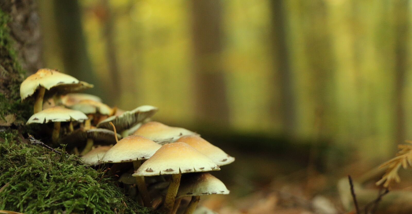 Canon EOS 650D (EOS Rebel T4i / EOS Kiss X6i) sample photo. Forest, plant, mushrooms photography
