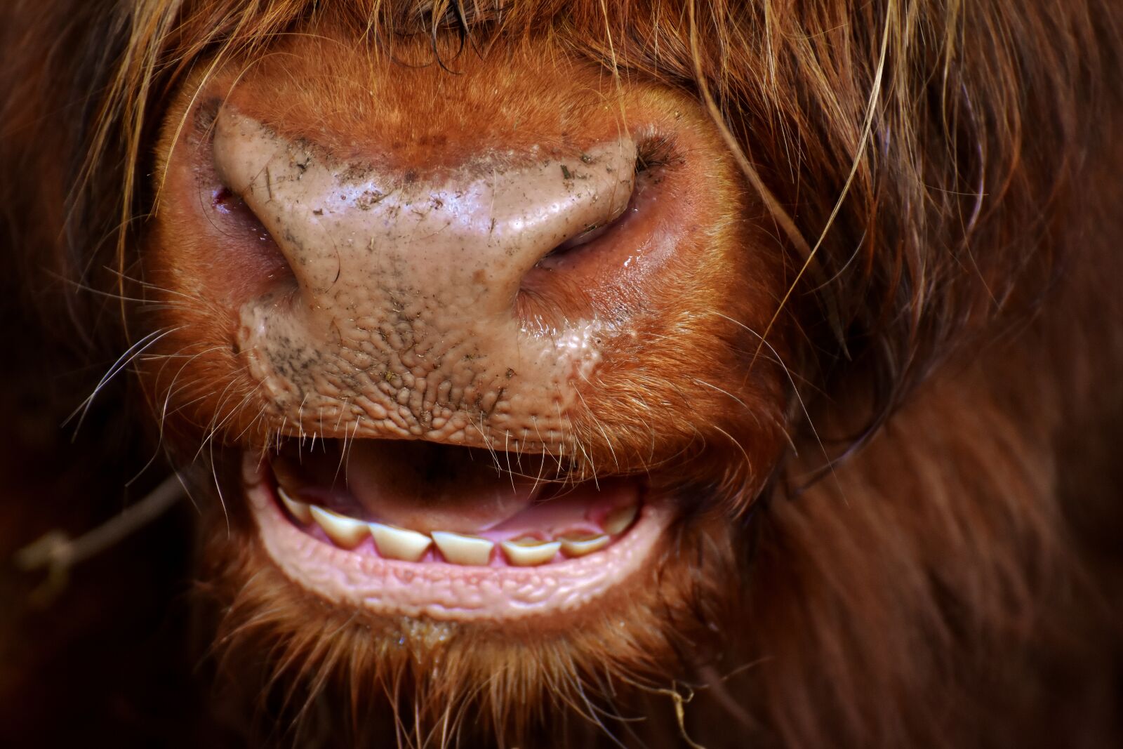 Nikon D7200 sample photo. Highland beef, head, chew photography