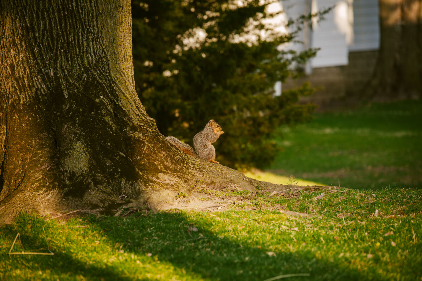 Canon EOS 5D Mark II + Canon EF 70-200mm F4L IS USM sample photo. Nature, outdoors, squirrel photography