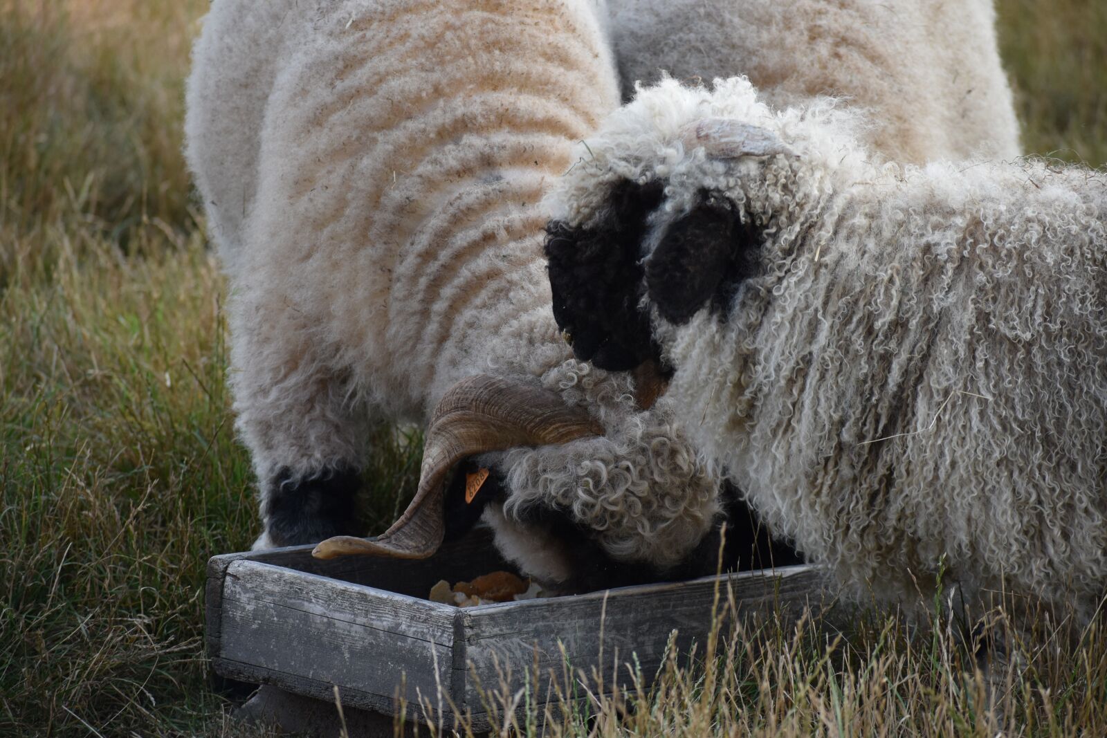 Nikon D3500 sample photo. Lamb, sheep, wool photography