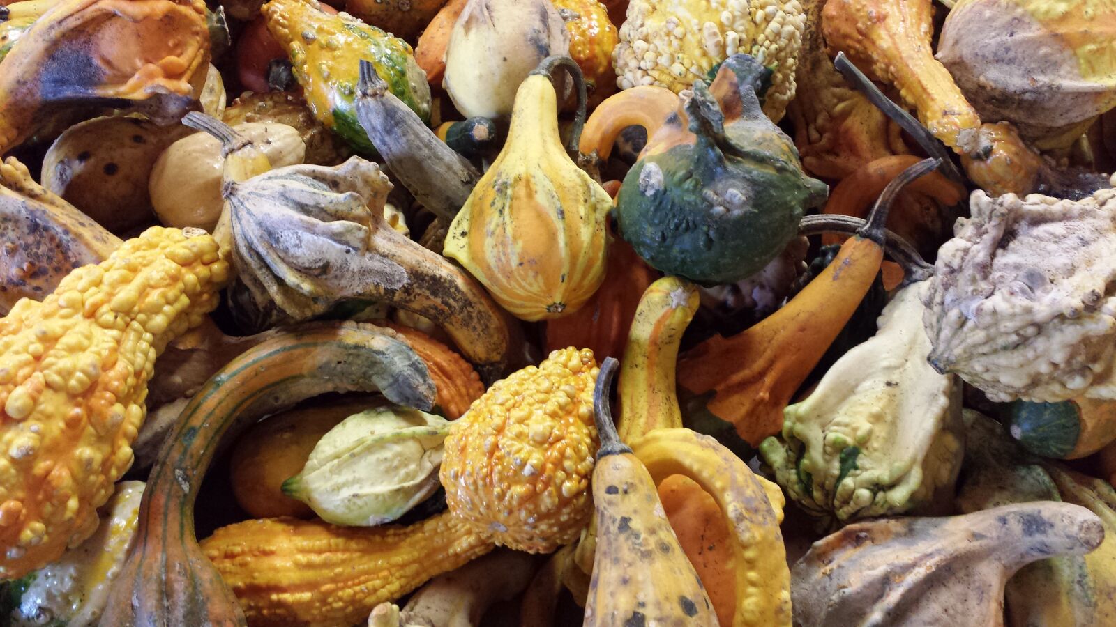Samsung Galaxy S4 sample photo. Fall, gourd, autumn photography