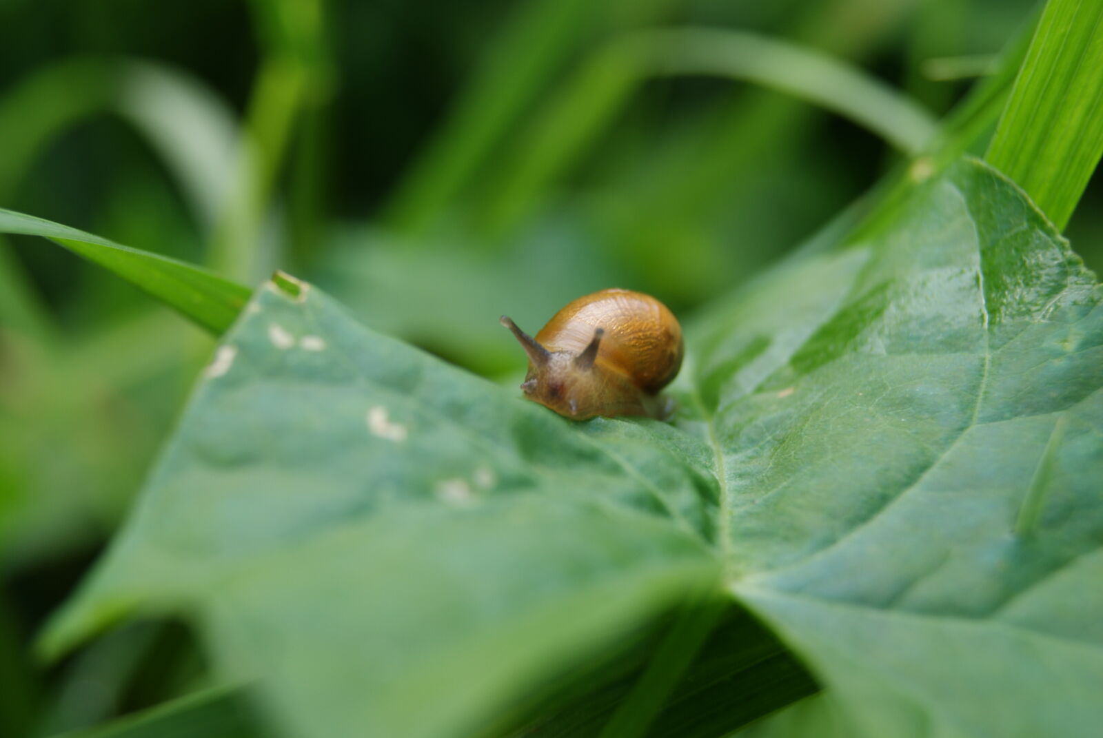 Sony Alpha DSLR-A230 sample photo. Slug, snail, leave photography