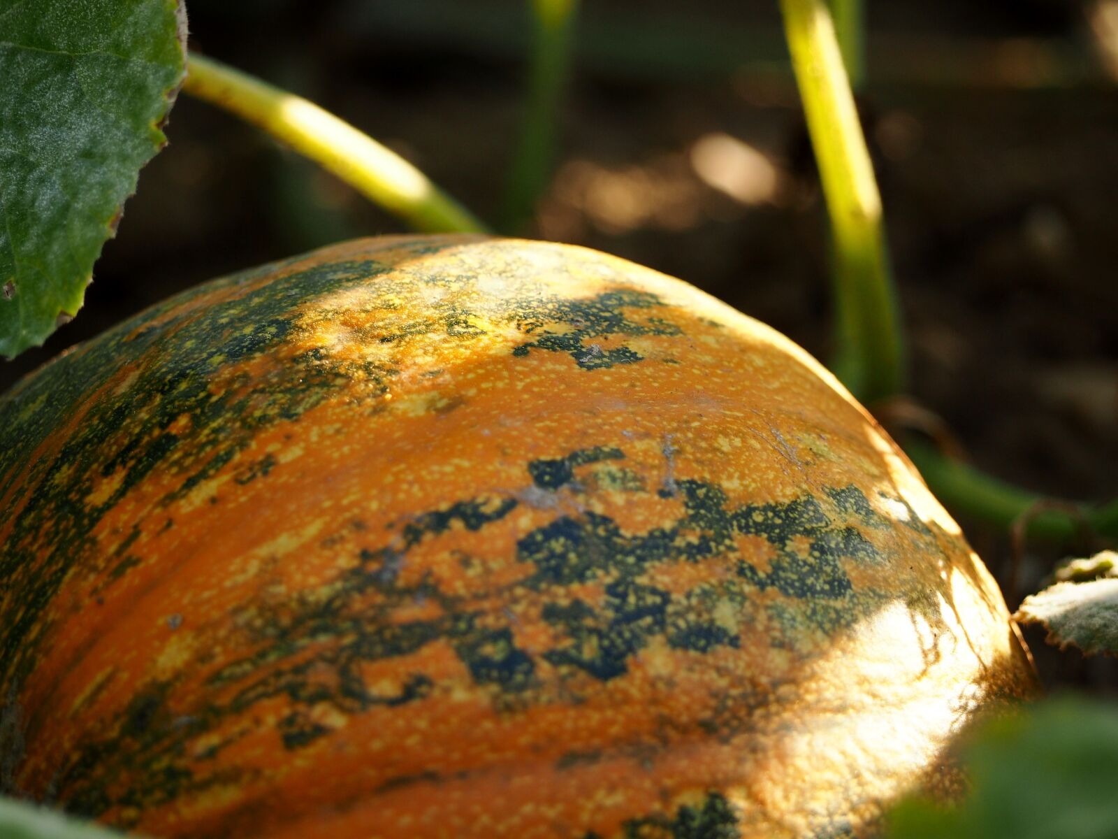 Olympus OM-D E-M10 sample photo. Pumpkin, field, agriculture photography
