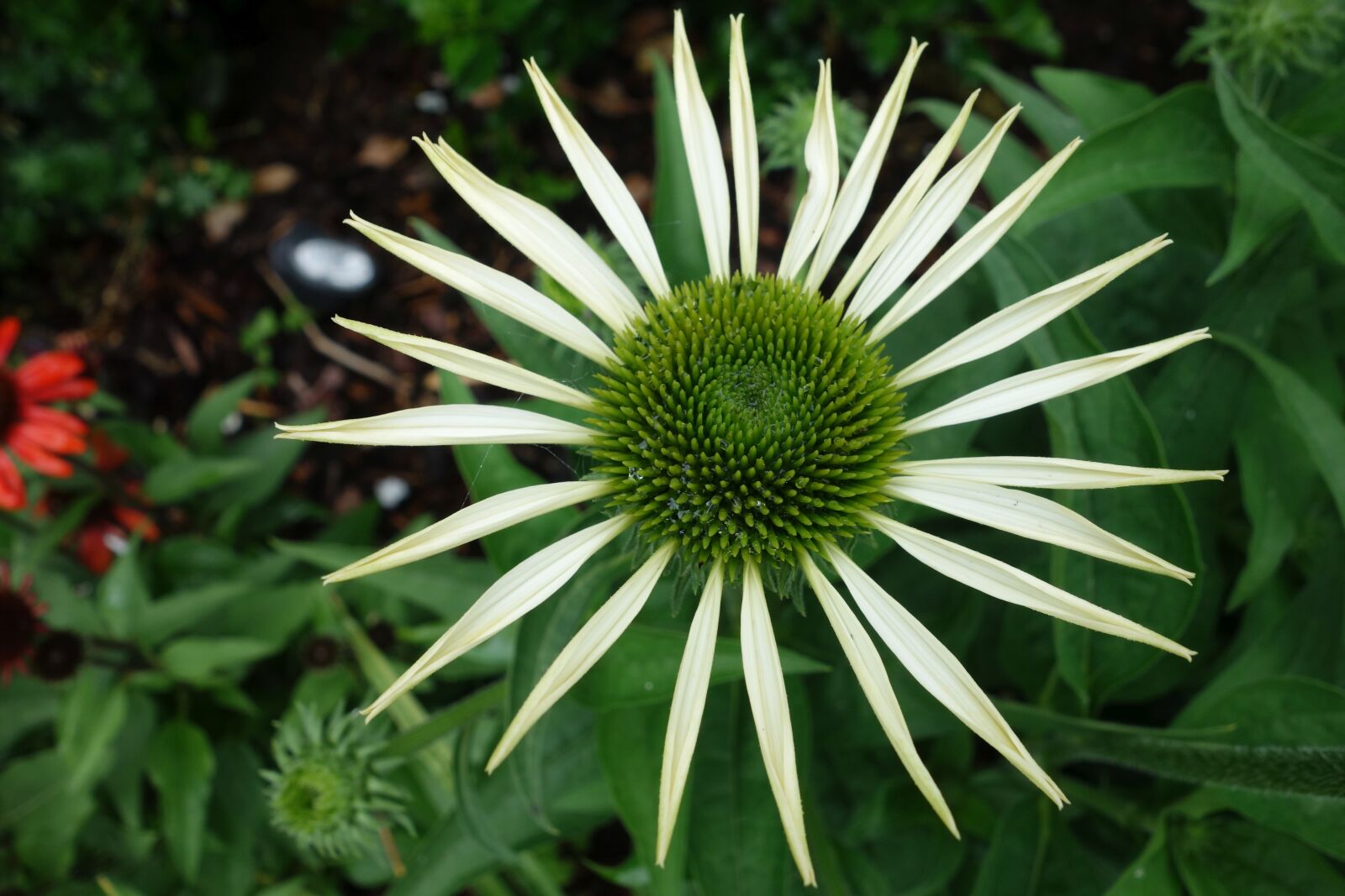 Sony Cyber-shot DSC-RX100 sample photo. Echinacea, plant, garden photography