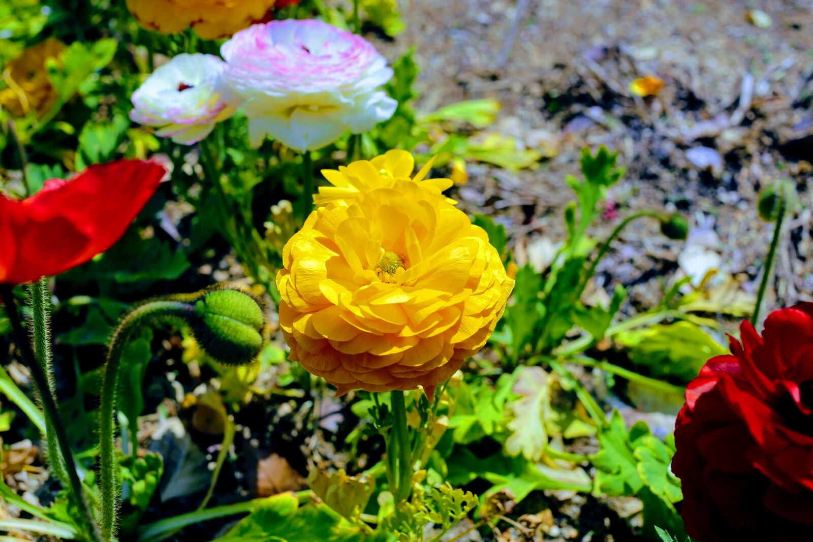 Canon EF 40mm F2.8 STM sample photo. Flower, nature, flora photography