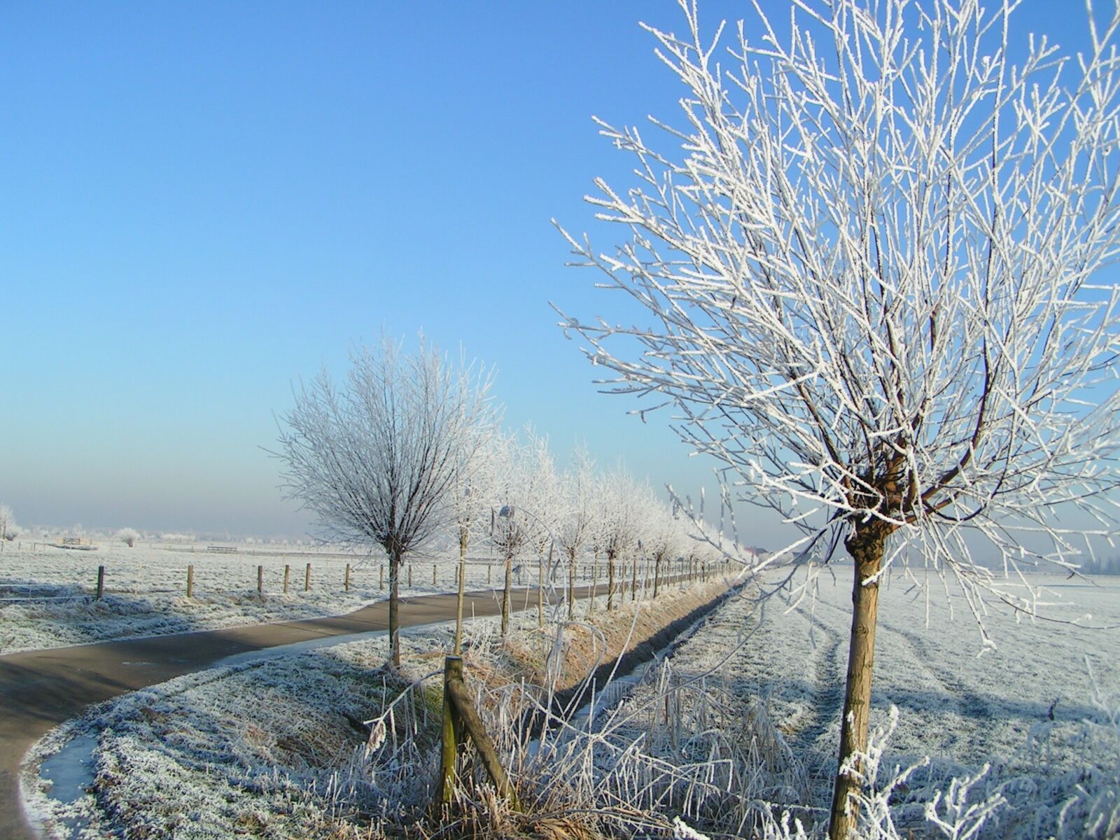 KONICA MINOLTA DiMAGE Z1 sample photo. Winter, ripe, white photography