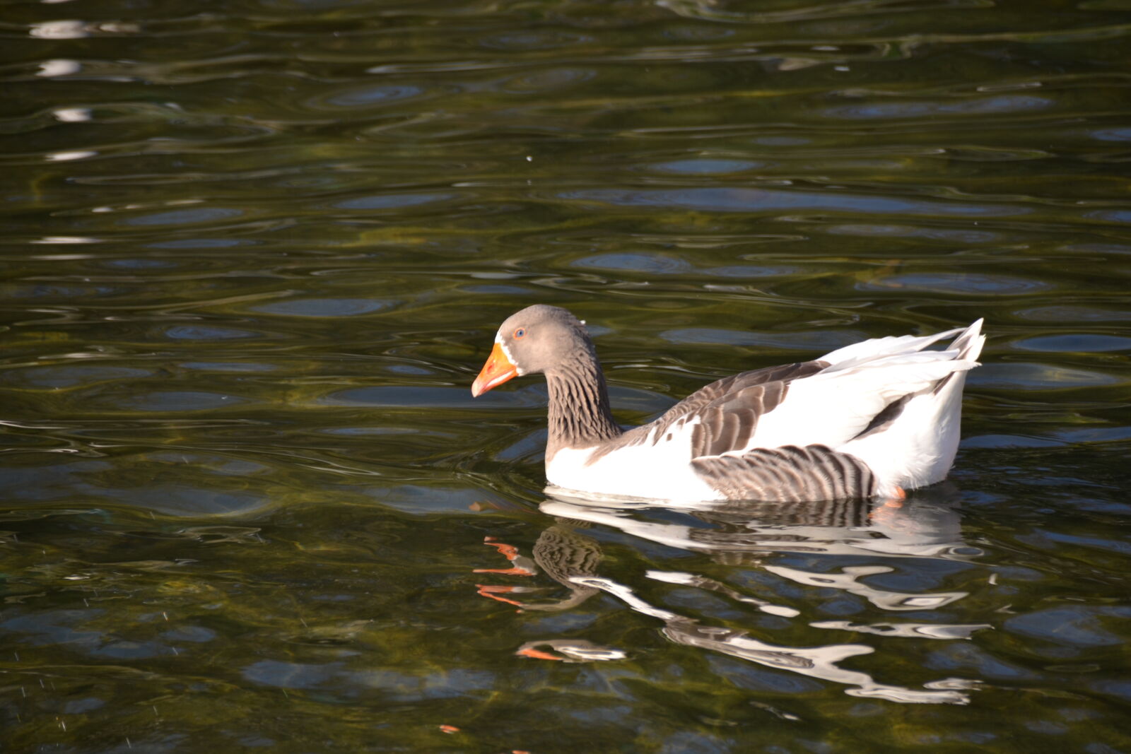 Nikon D3100 sample photo. Duck, ornamental, pool, pool photography