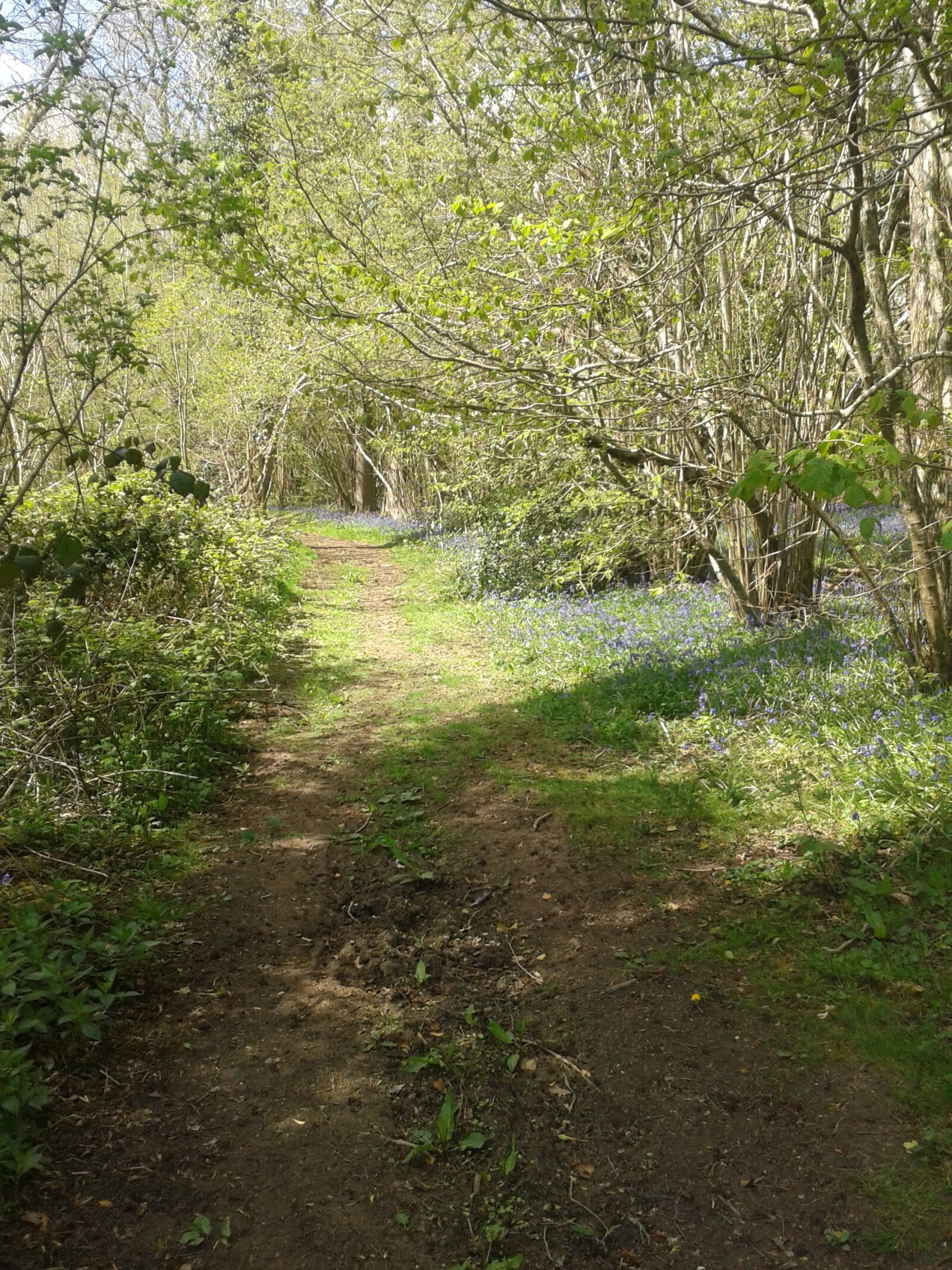 Samsung Galaxy S3 Mini sample photo. Bluebells, grass, path, pathway photography