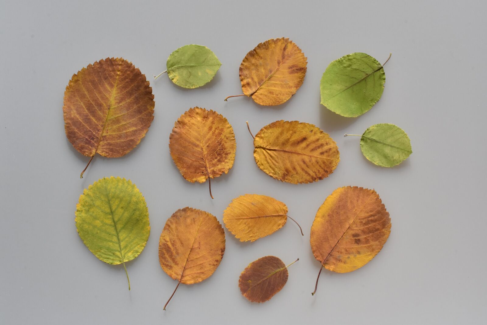 Nikon D3400 sample photo. Leaves, red, yellow photography