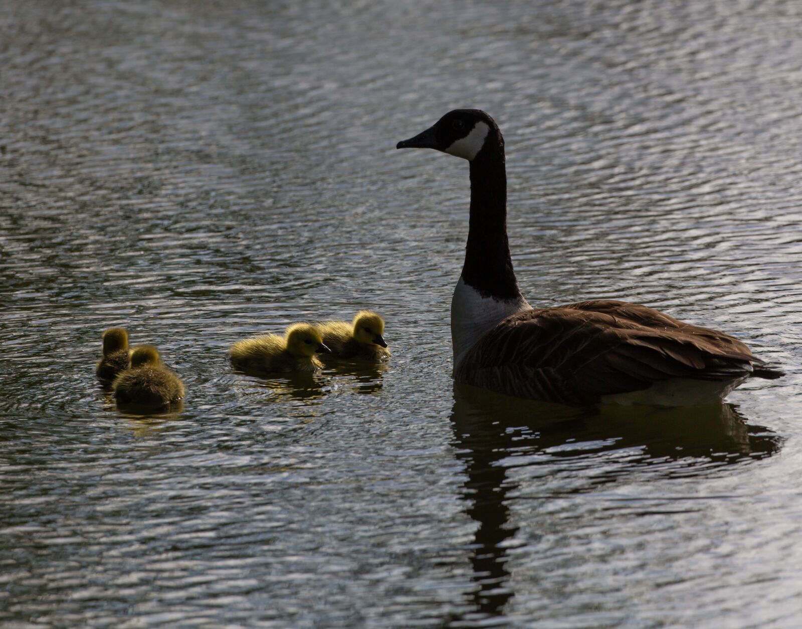 Canon EOS 5D Mark III sample photo. Geese and goslings, geese photography