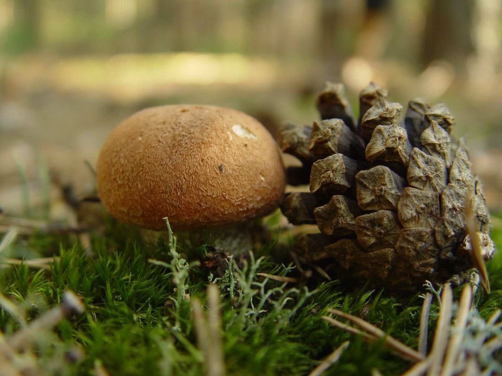 Sony CYBERSHOT sample photo. Mushroom, pine cone, nature photography