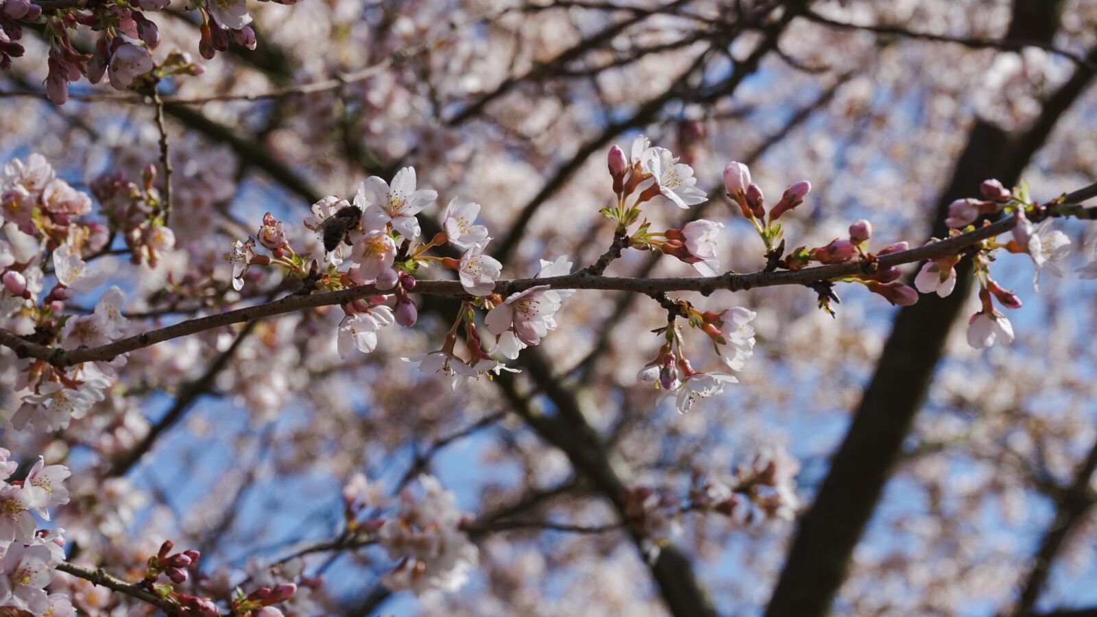 Sony a6000 sample photo. Nature, flowers, cherry-tree photography