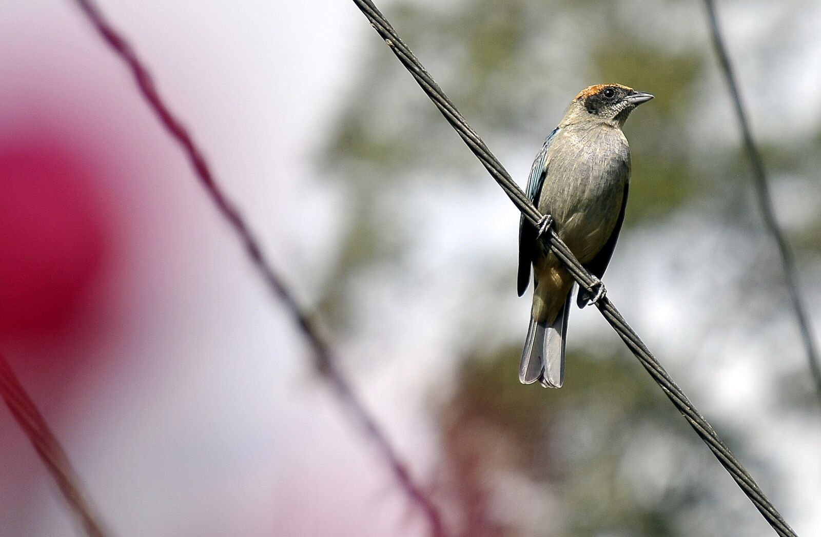 Nikon D300 sample photo. Tile, bird, birds photography