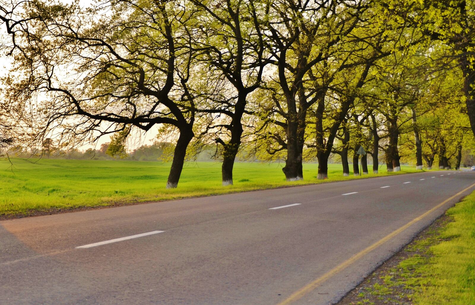 Nikon D7000 sample photo. Tree, landscape, nature photography