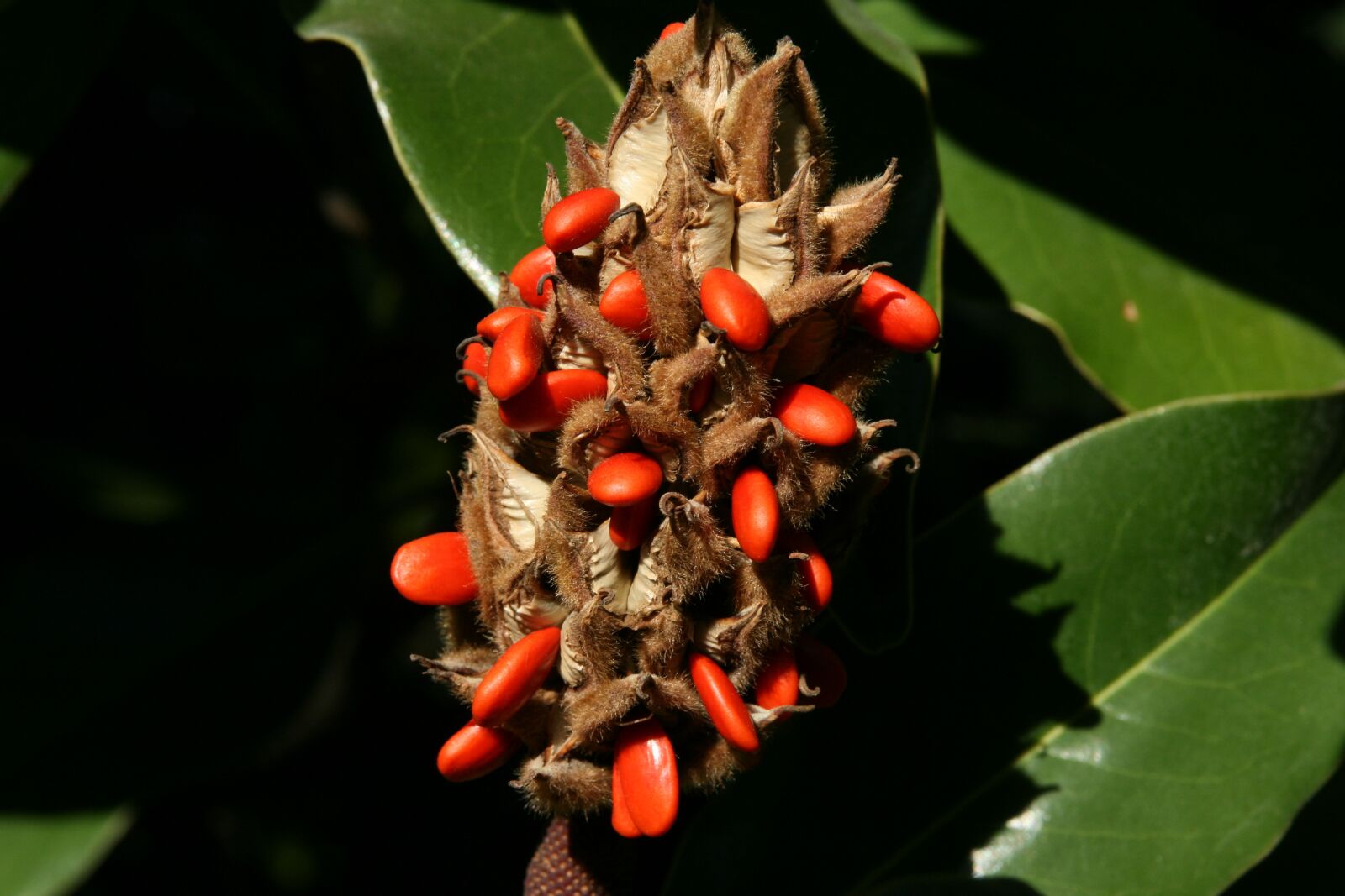Canon EOS 400D (EOS Digital Rebel XTi / EOS Kiss Digital X) sample photo. Magnolia, infructescence, orange photography