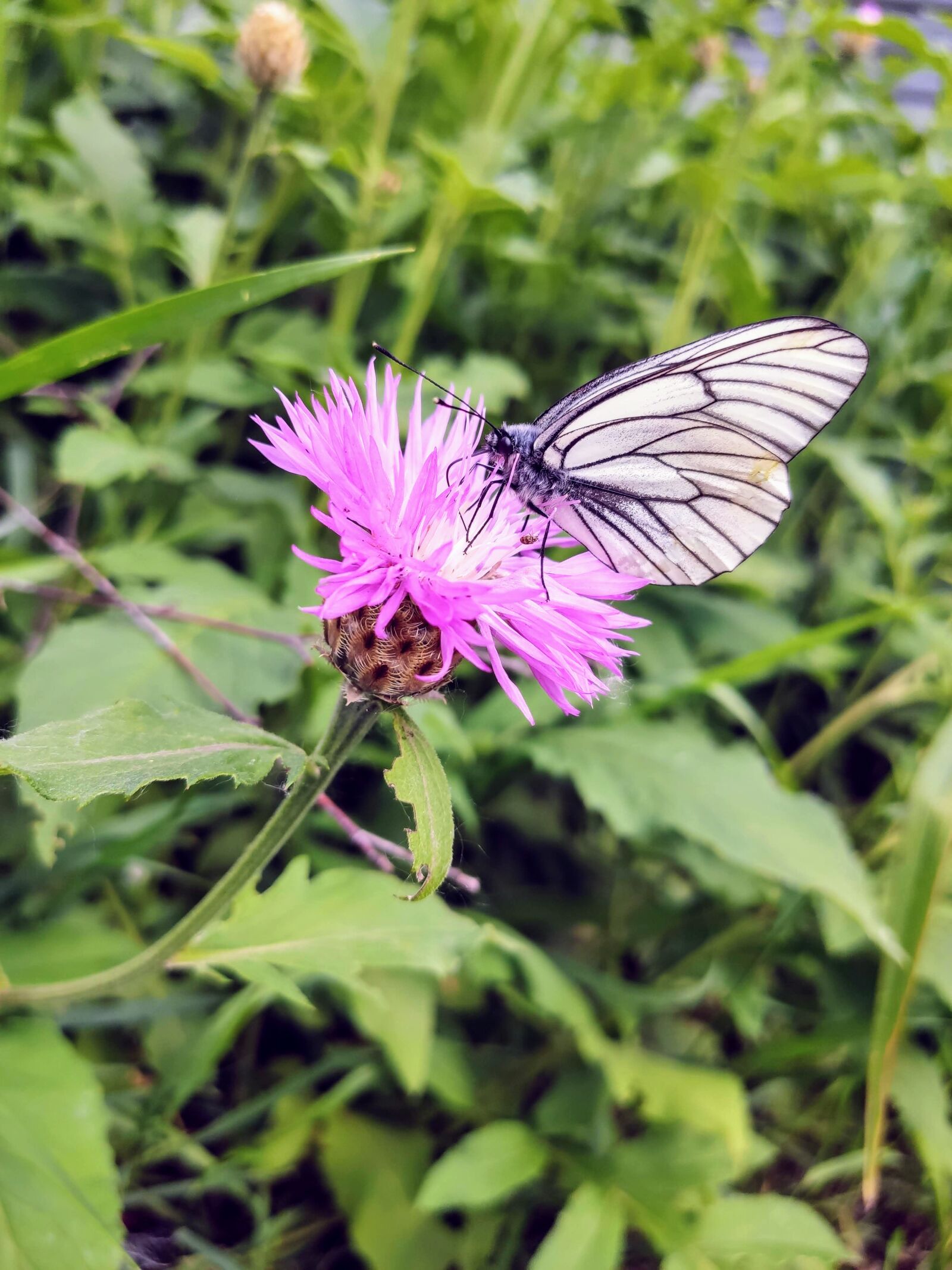Xiaomi MI 9 sample photo. Pink, flower, nature photography