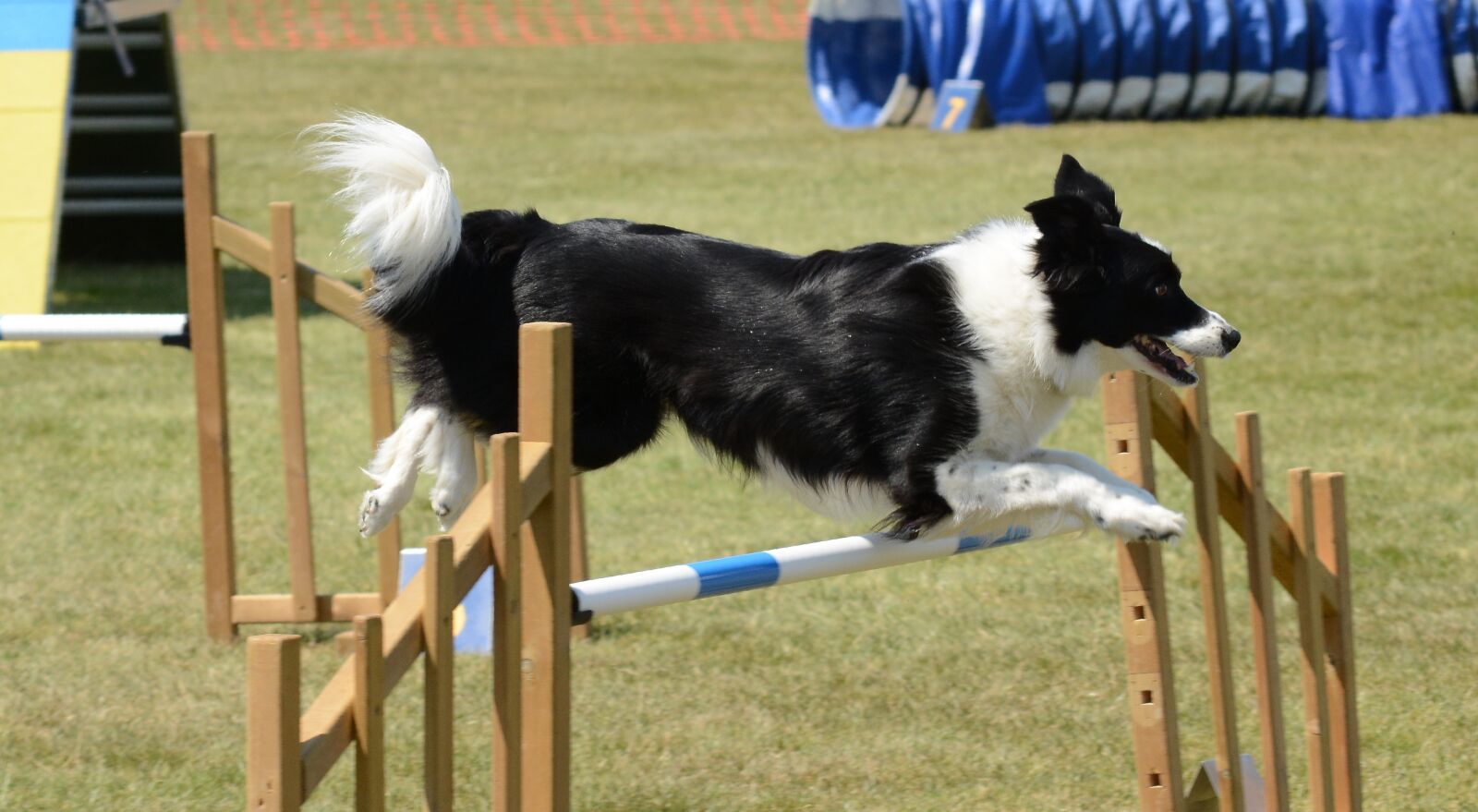 Nikon D7100 sample photo. Dog, agility, fitness photography