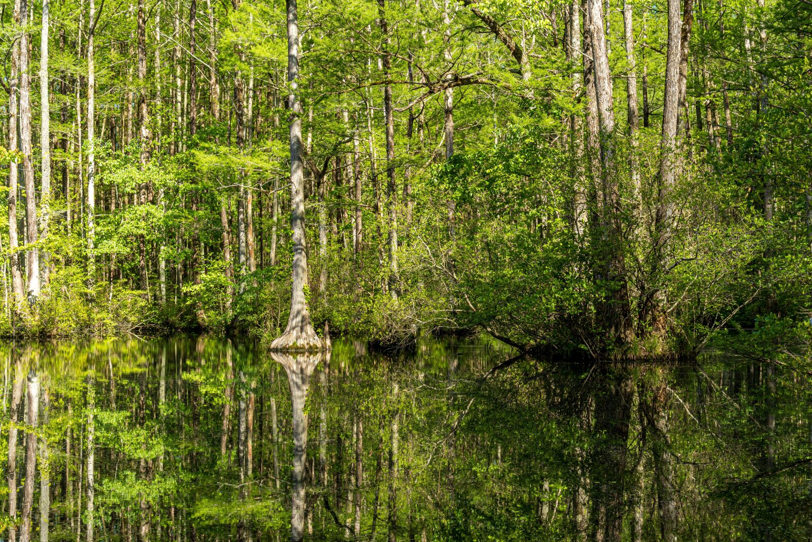 Sony E 35mm F1.8 OSS sample photo. Cypress pond, millpond, cypress photography