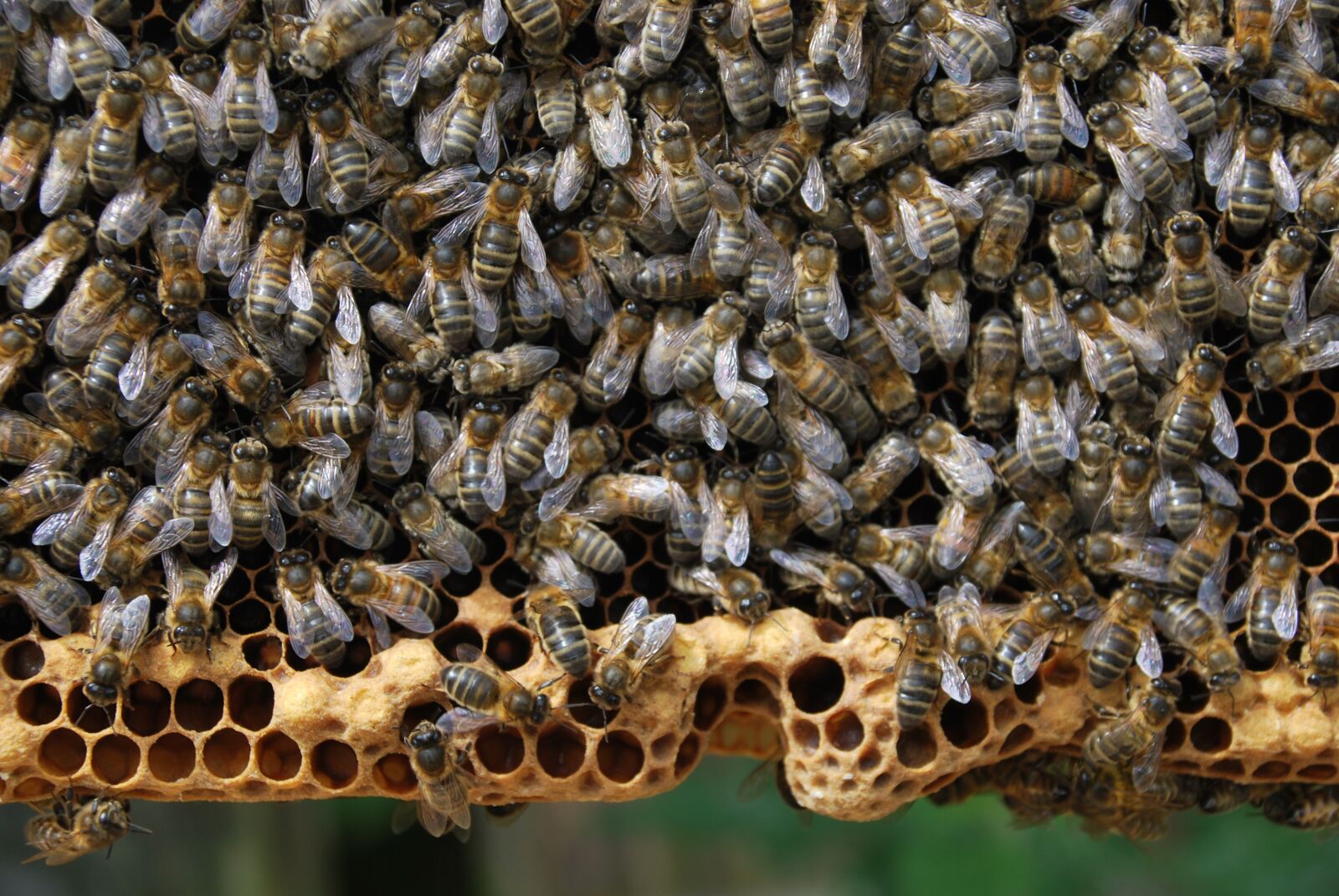 Nikon D60 sample photo. Bees, combs, beehive photography