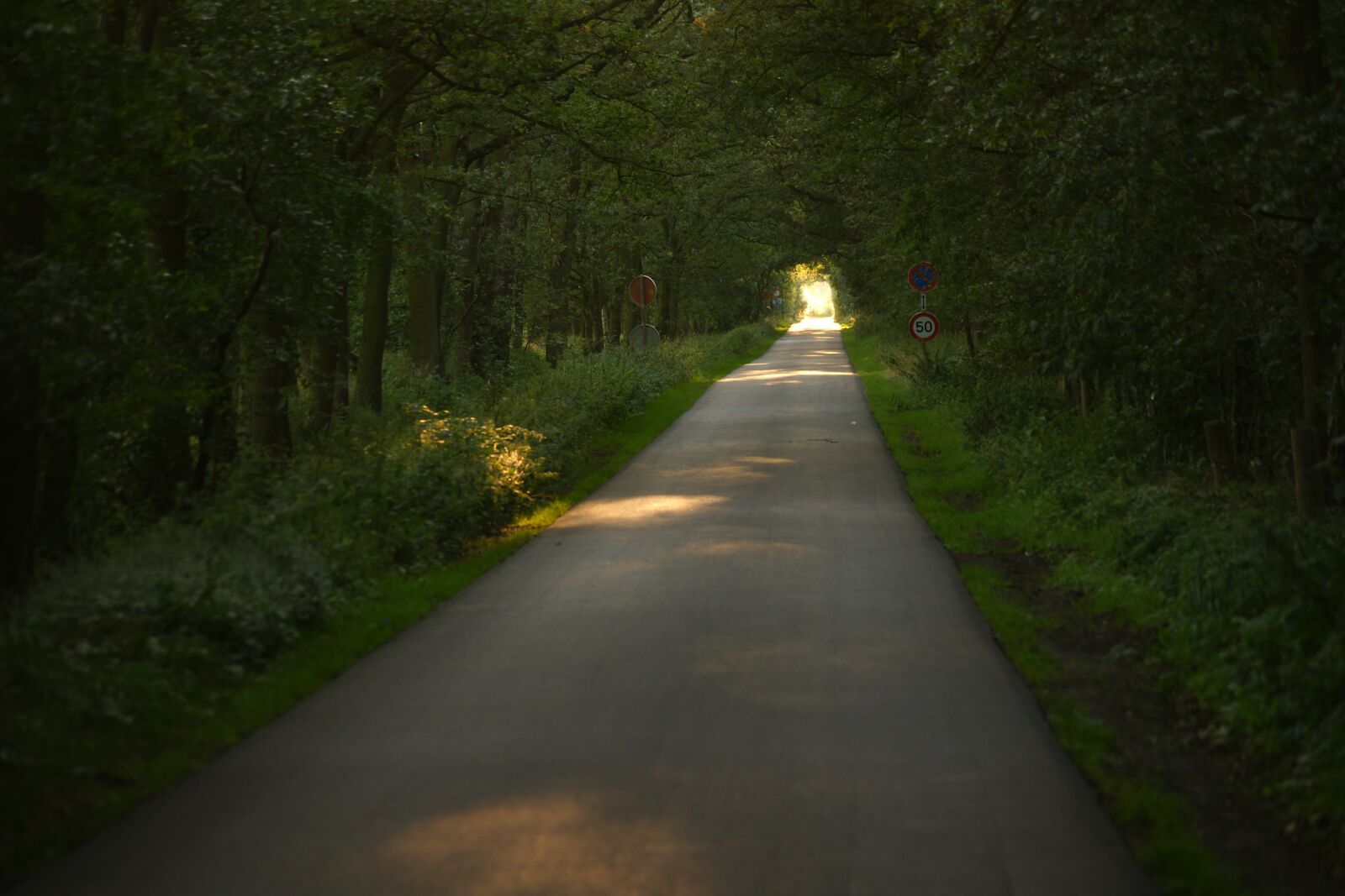 Sony Alpha DSLR-A700 sample photo. Road, guidance, tree photography