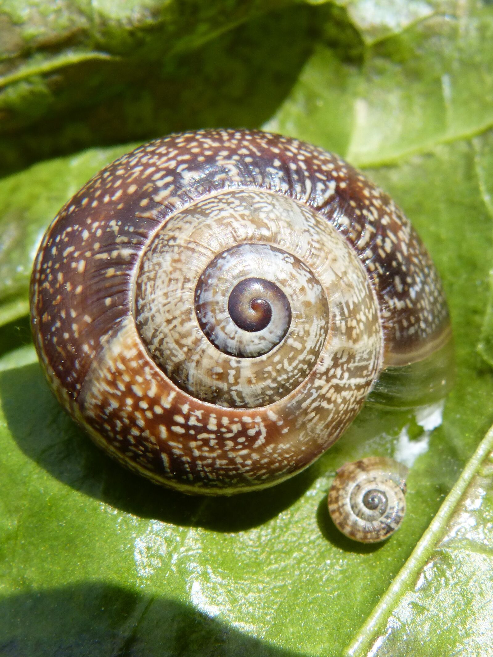 Panasonic DMC-FZ62 sample photo. Snail, nature, seafood photography