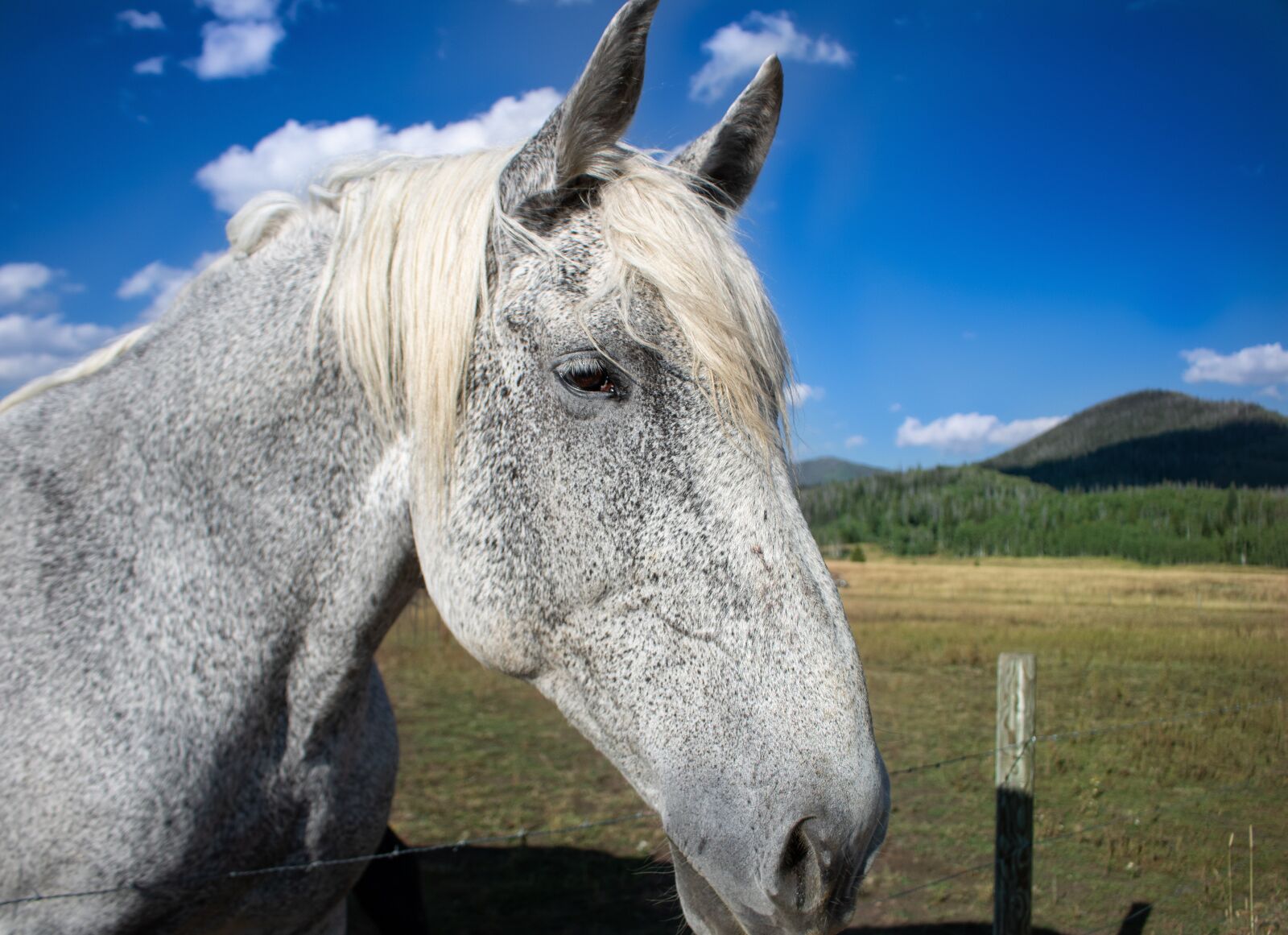 Canon EOS 750D (EOS Rebel T6i / EOS Kiss X8i) sample photo. Horse, ranch, farm photography