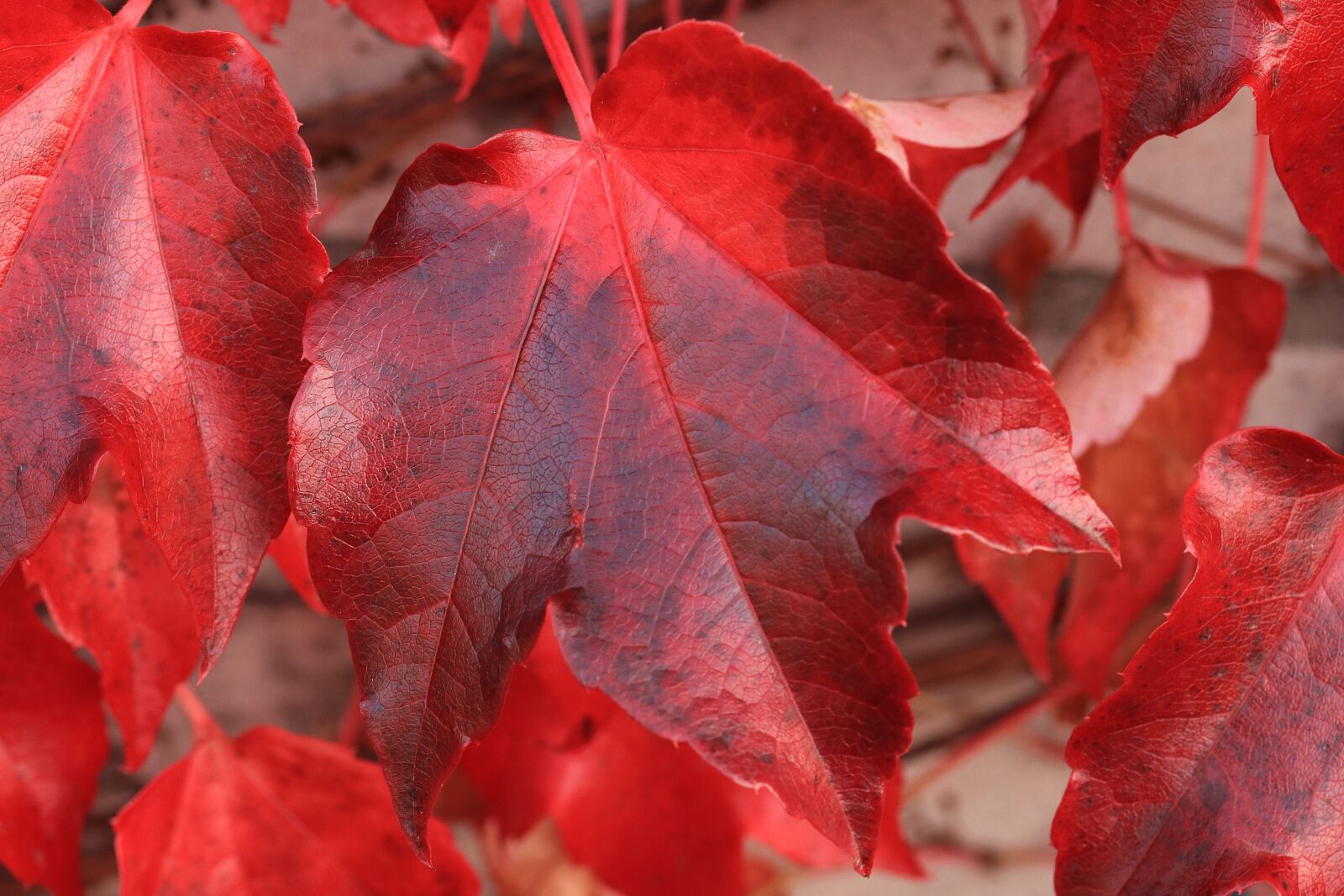 Canon EOS 80D sample photo. Leaves, autumn, red leaves photography