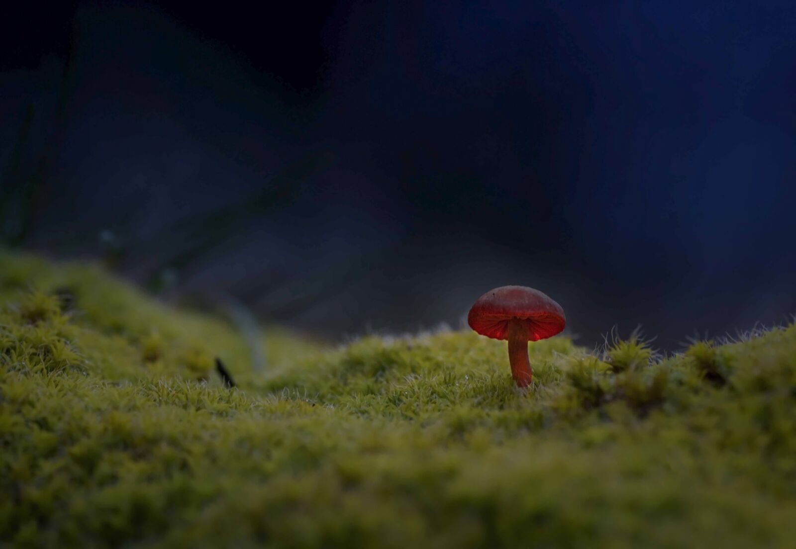 Nikon D750 sample photo. Mushrooms, plant, forest photography
