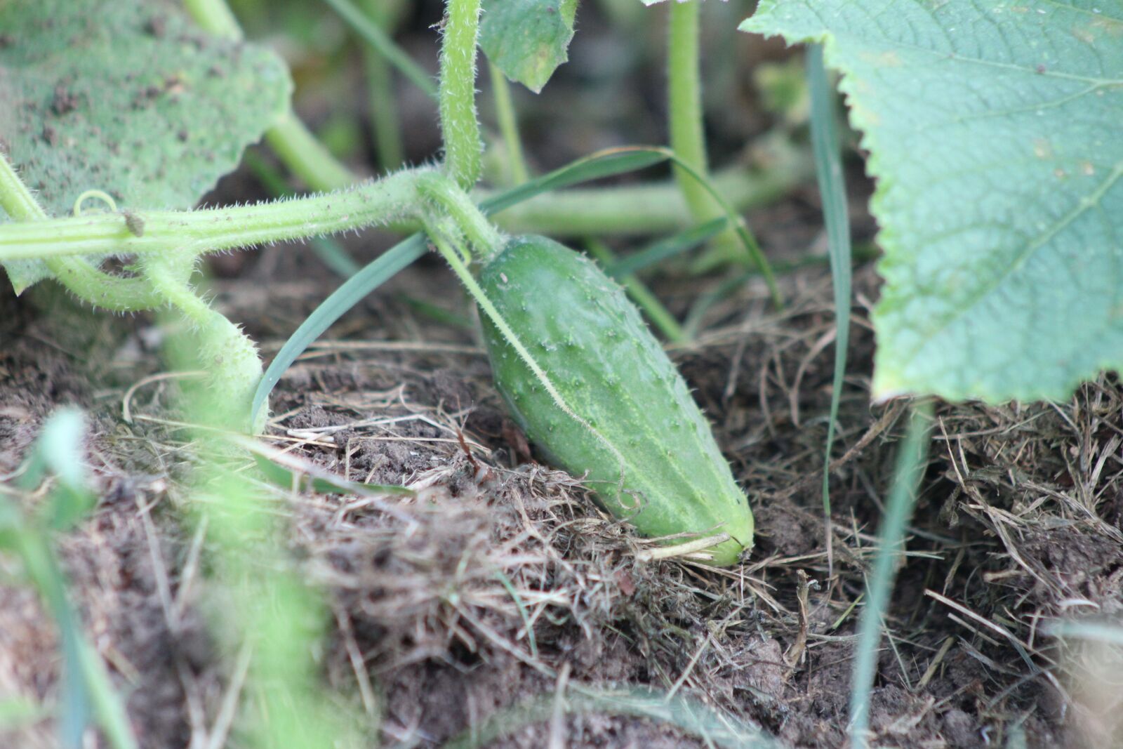 Canon EF75-300mm f/4-5.6 sample photo. Cucumber, the plot, vegetables photography