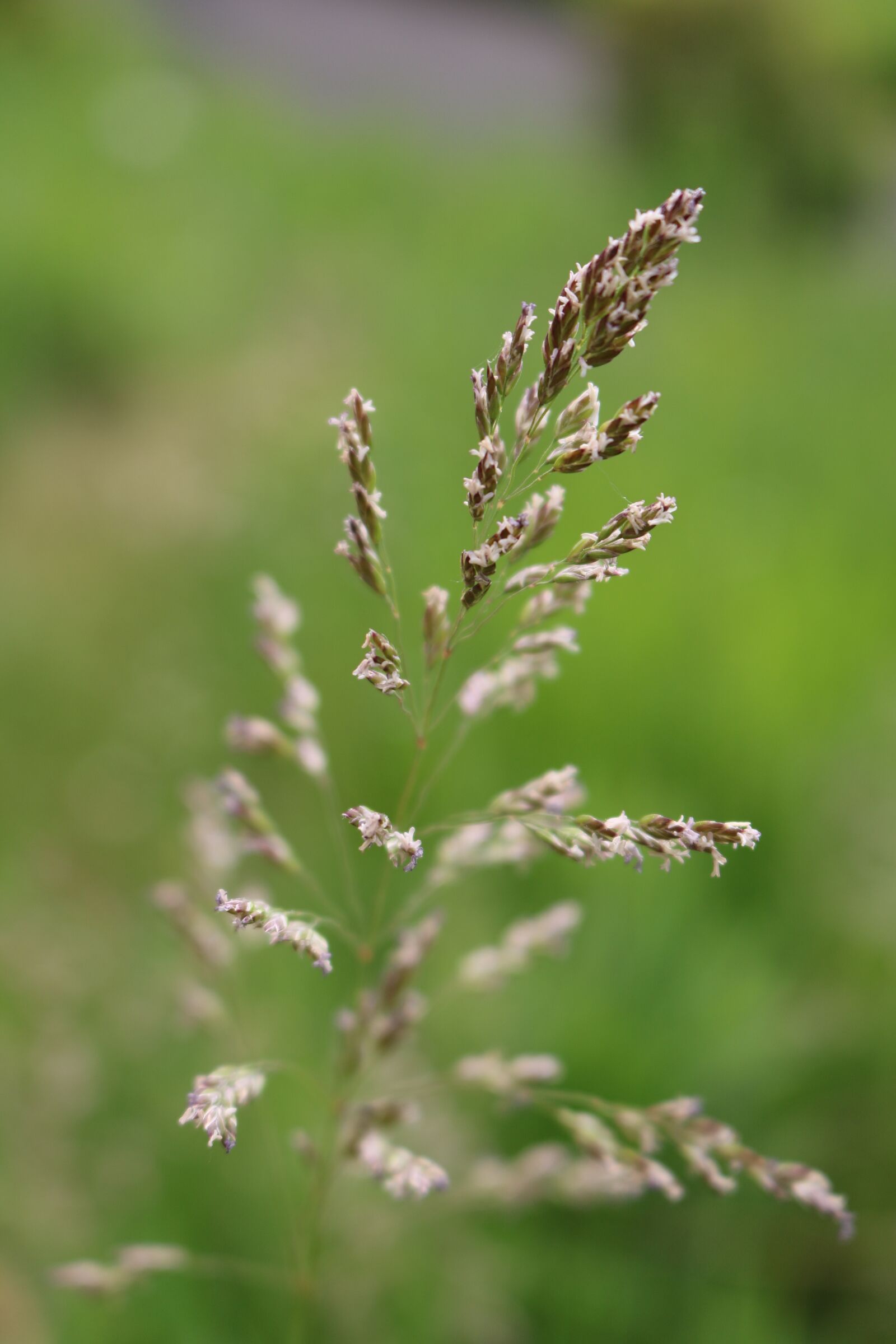 Canon EOS 750D (EOS Rebel T6i / EOS Kiss X8i) sample photo. Grass, seed, grass seed photography