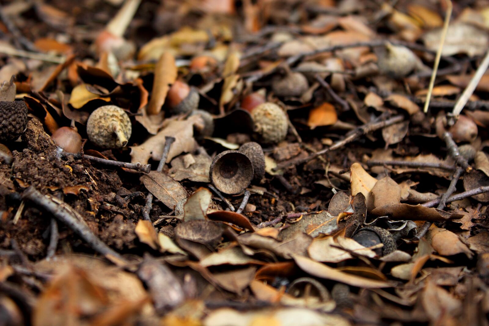 Canon EOS 600D (Rebel EOS T3i / EOS Kiss X5) sample photo. Nature, acorns, forest photography