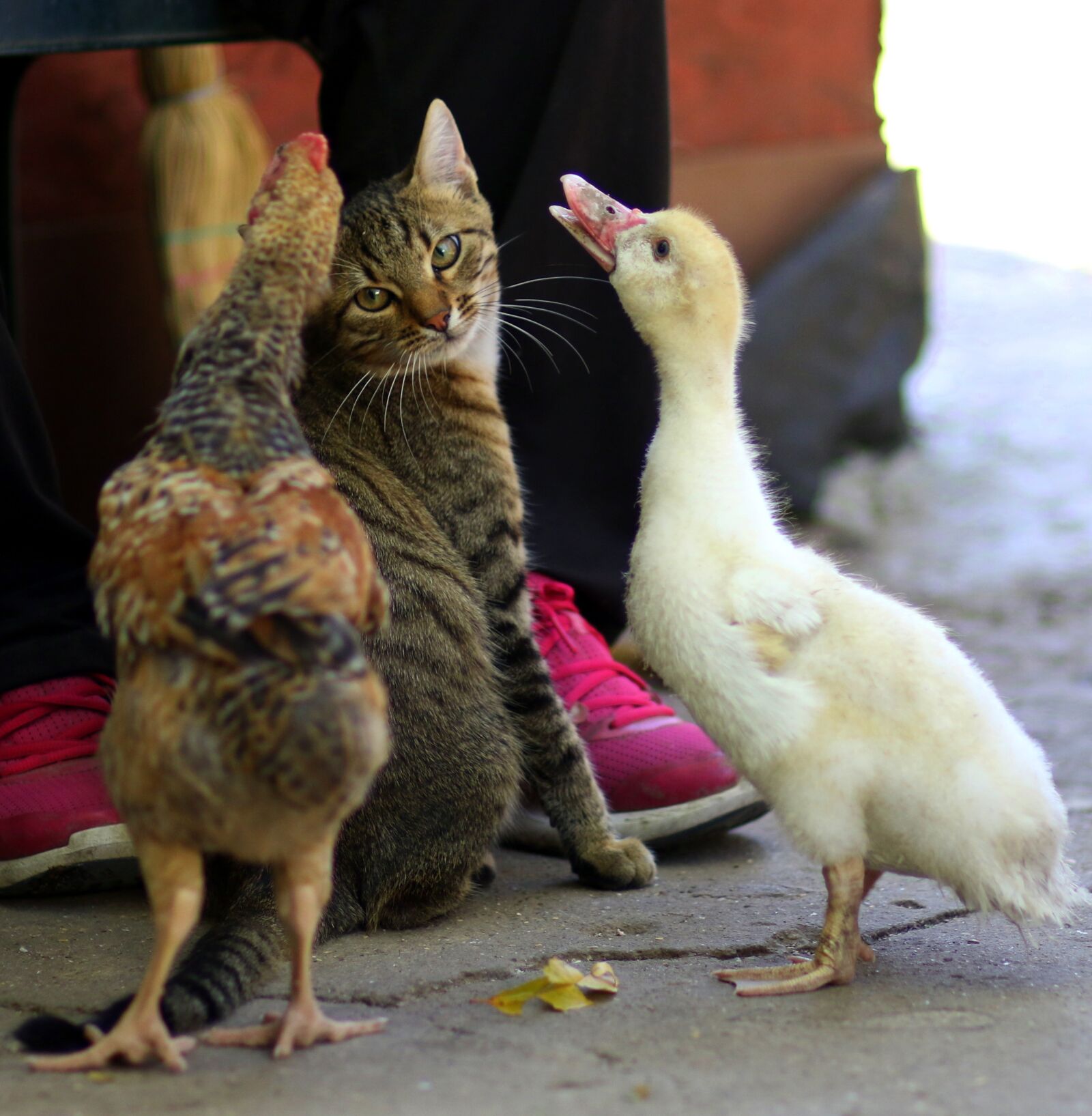 Canon EF 85mm F1.8 USM sample photo. Cat, rate, chicken photography