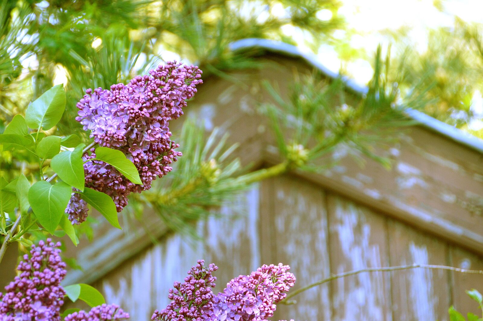 Nikon D3200 sample photo. Flower, lilac, purple photography