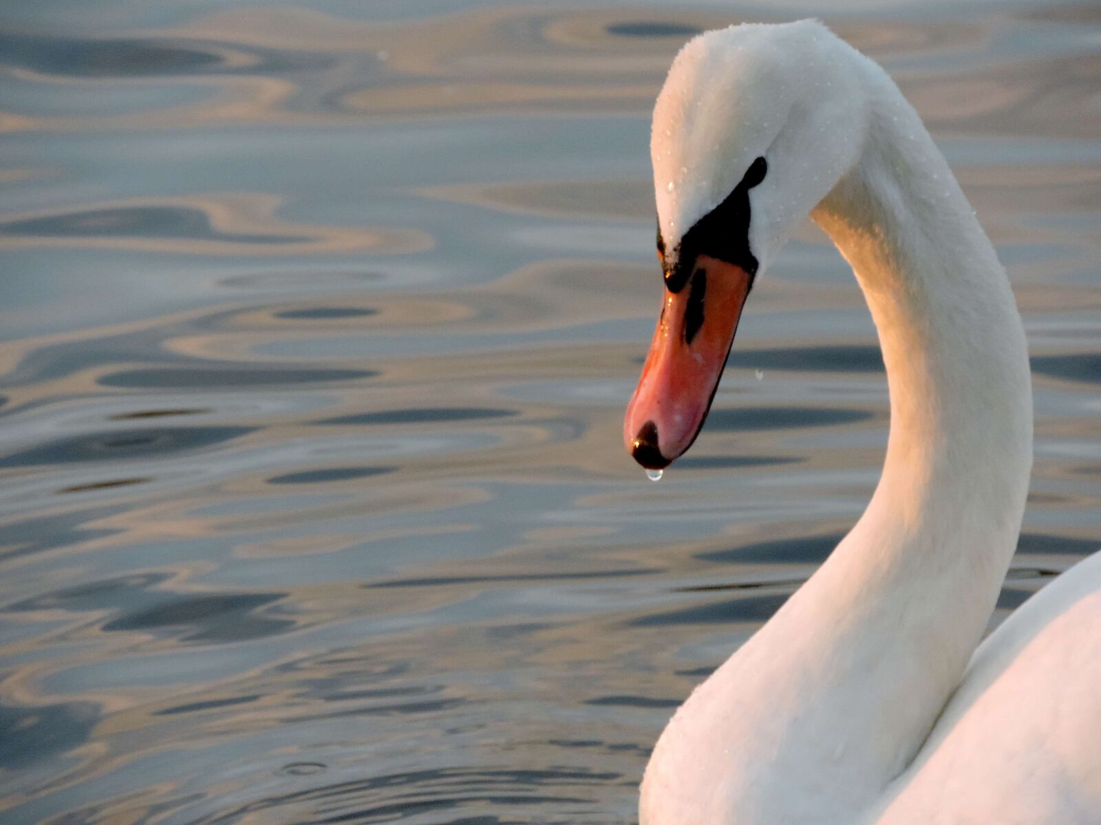 Nikon Coolpix P520 sample photo. Beak, bird, aquatic bird photography